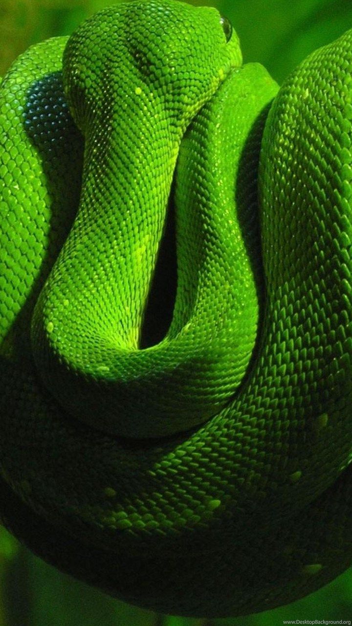 Animals Green Snake On A Branch Snake HD Wallpaper, Desktop. Desktop Background