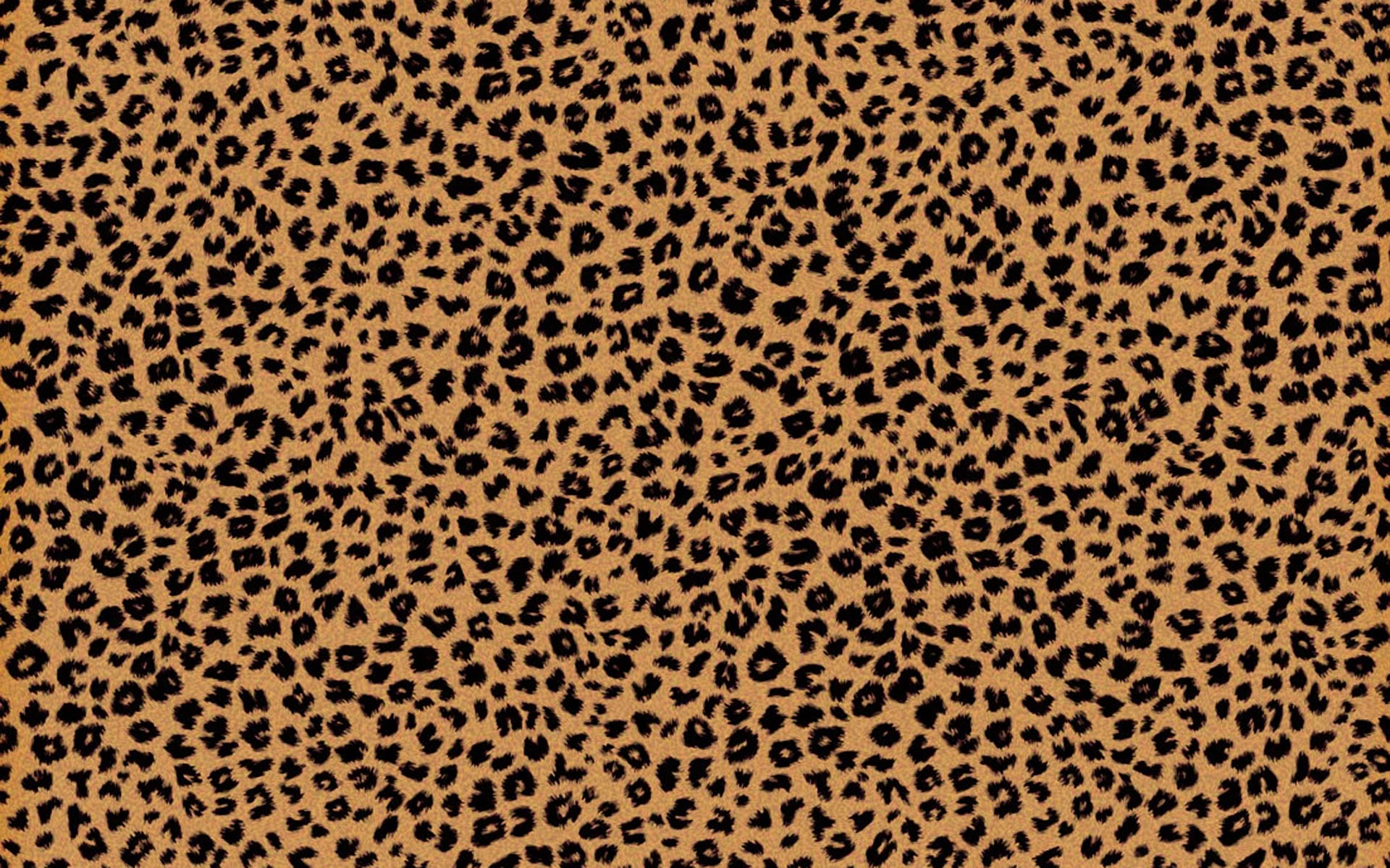 Best 28+ Cheetah Backgrounds on HipWallpapers.