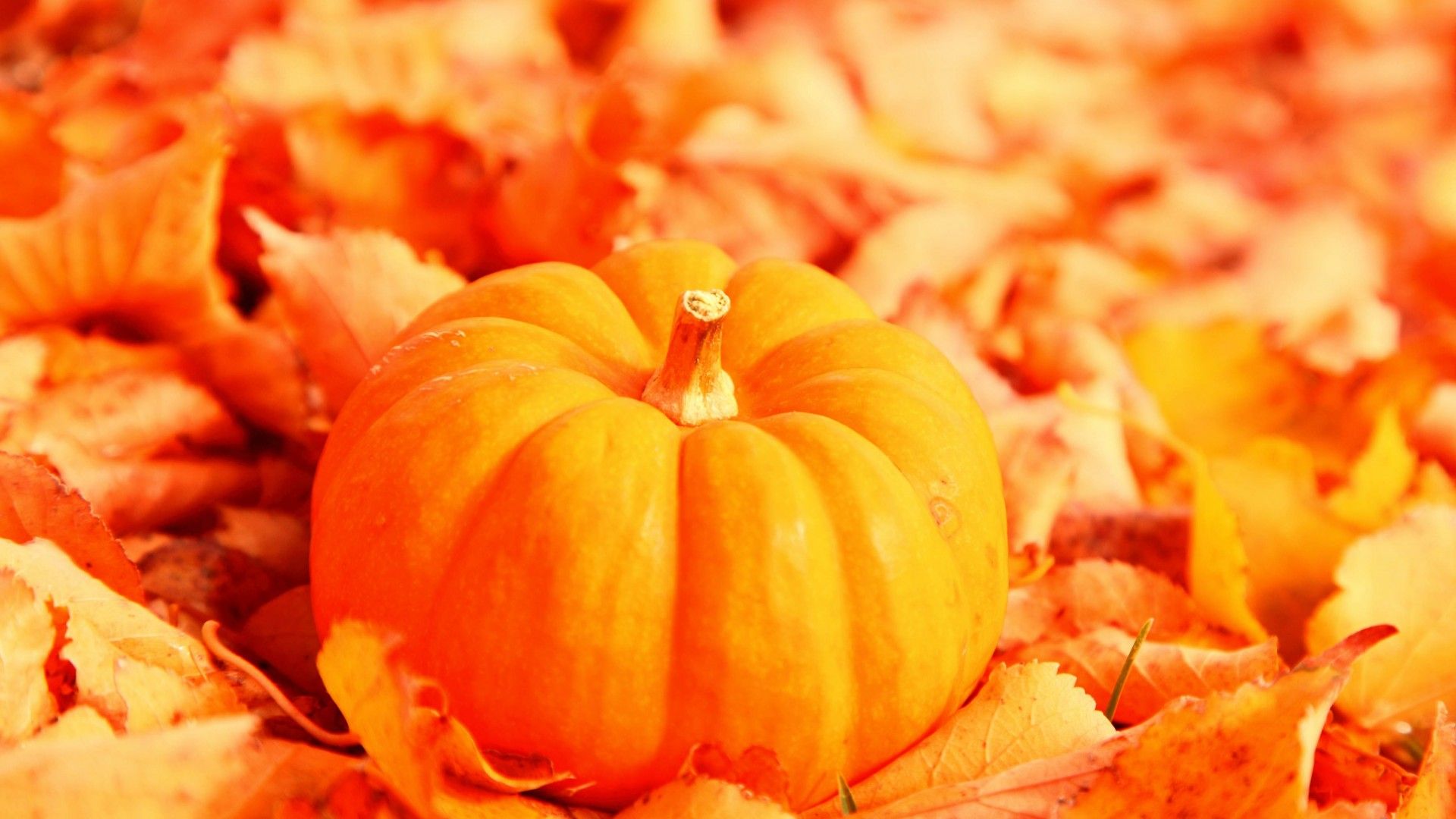 Autumn Pumpkin Wallpaper