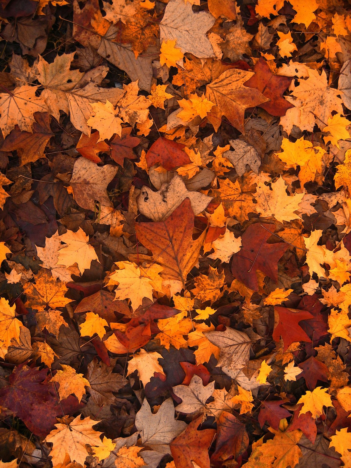 Autumn Leaves Mobile Phone full HD wallpaper