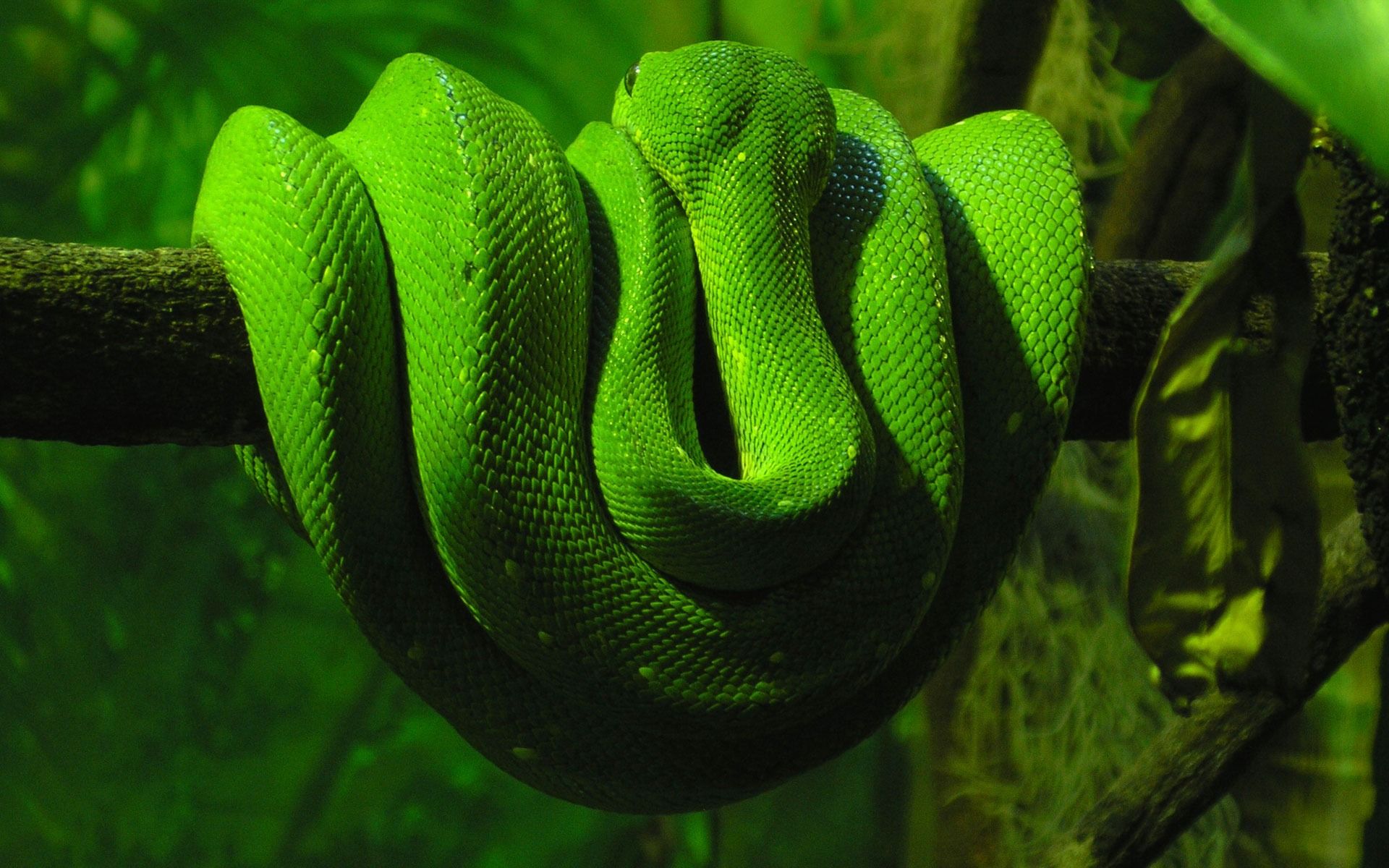 Download Green Snake Wallpaper Snakes Animals Wallpaper 1920x1200