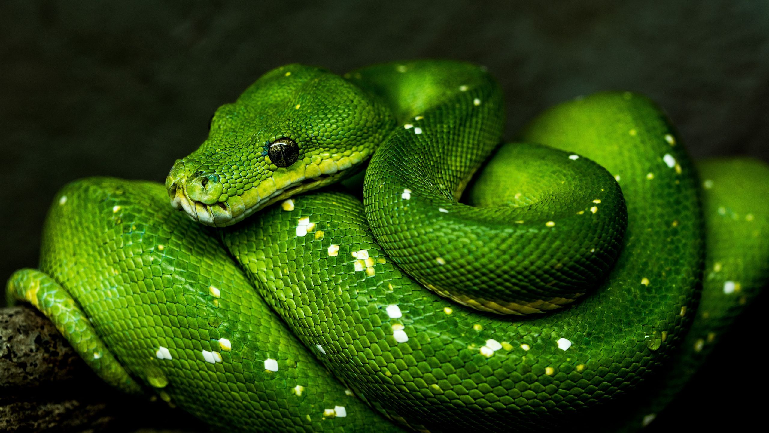 Download wallpaper 2560x1440 snake, green, reptile, wildlife widescreen 16:9 HD background