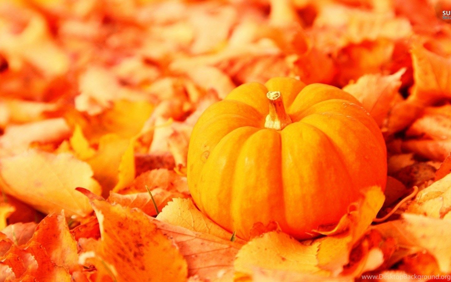 Autumn Pumpkin Wallpaper Image Desktop Background