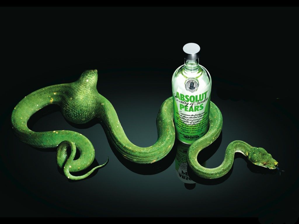 Green Snake Background Photo. HD Wallpaper Background