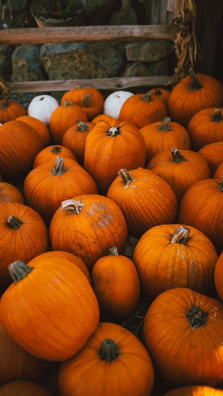 autumn, wallpaper, pumpkin and lockscreen