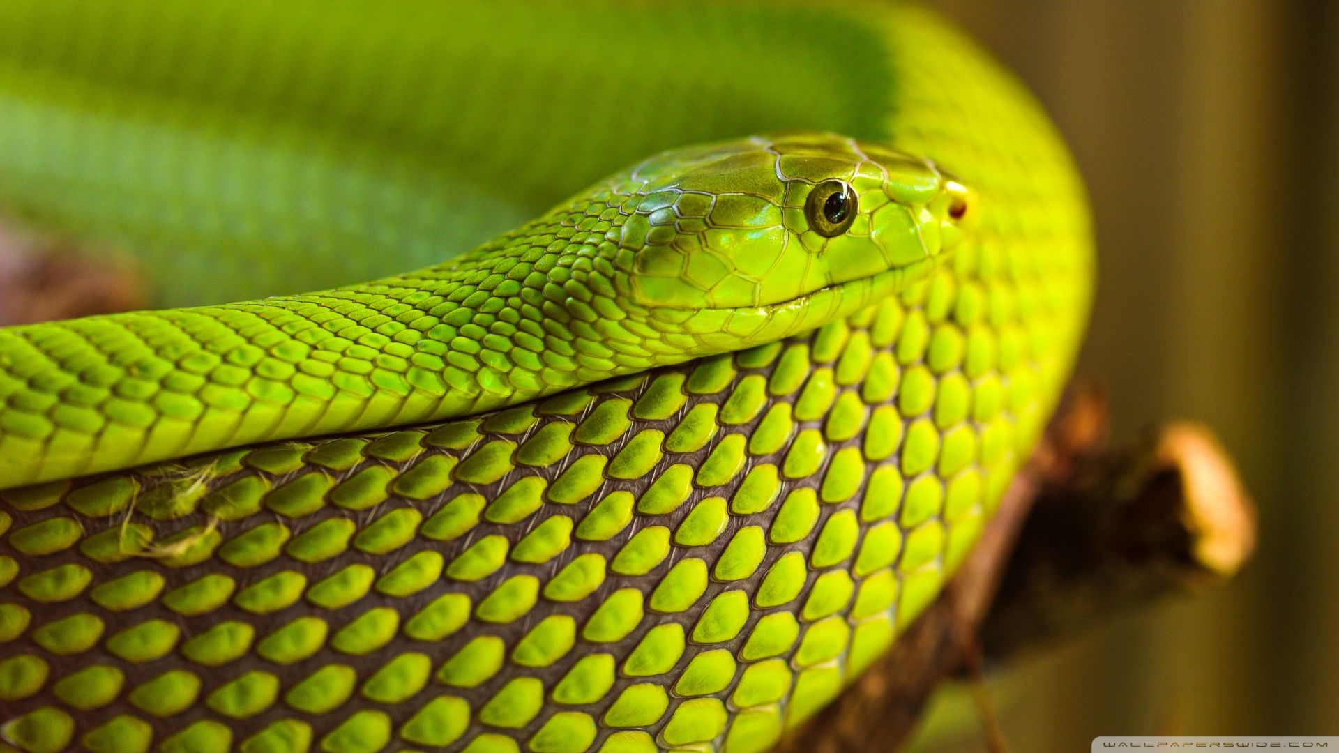 Download Green Snake Macro Wallpaper 1920x1080