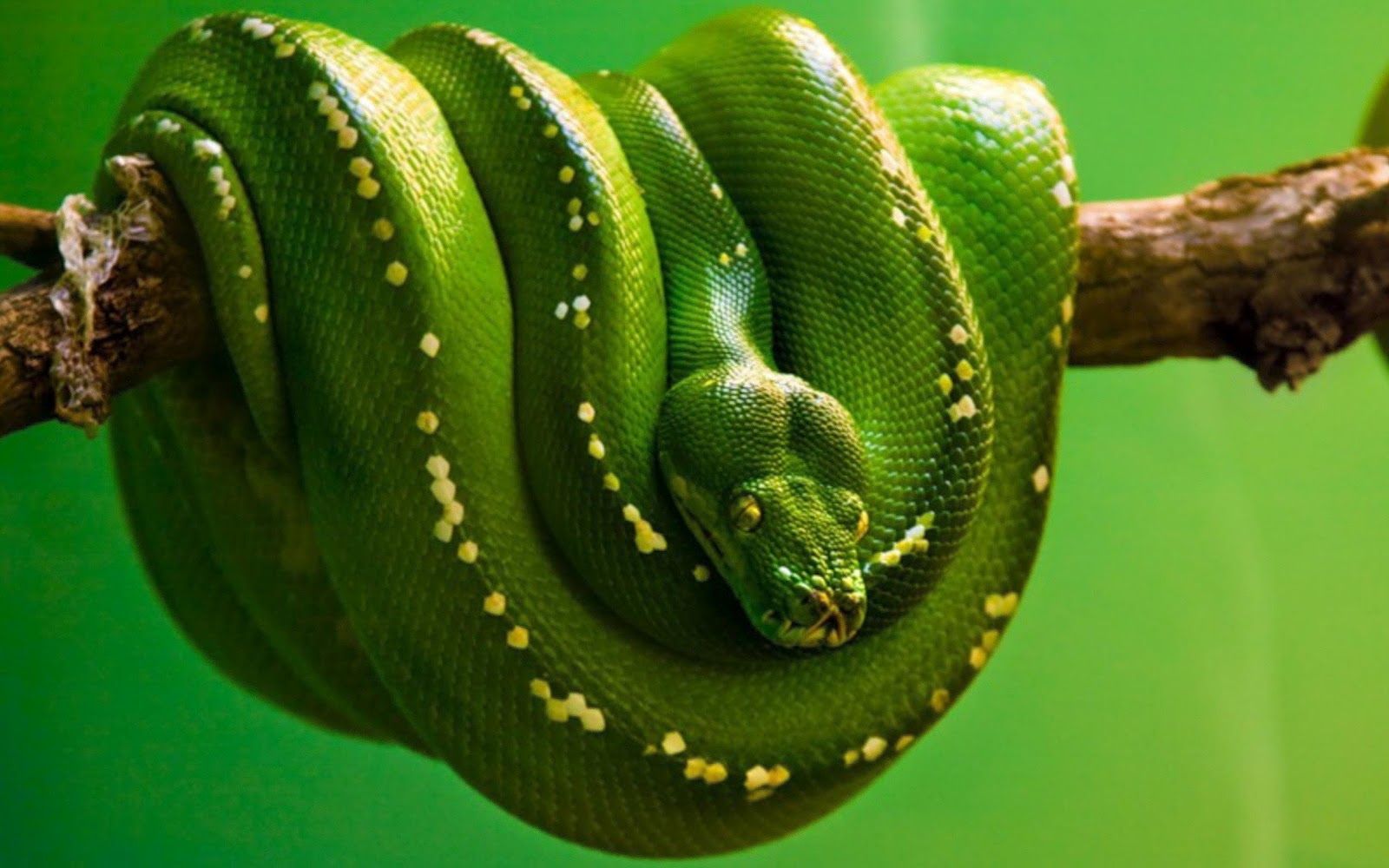 Green snake hanging on a branch. HD Animals Wallpaper