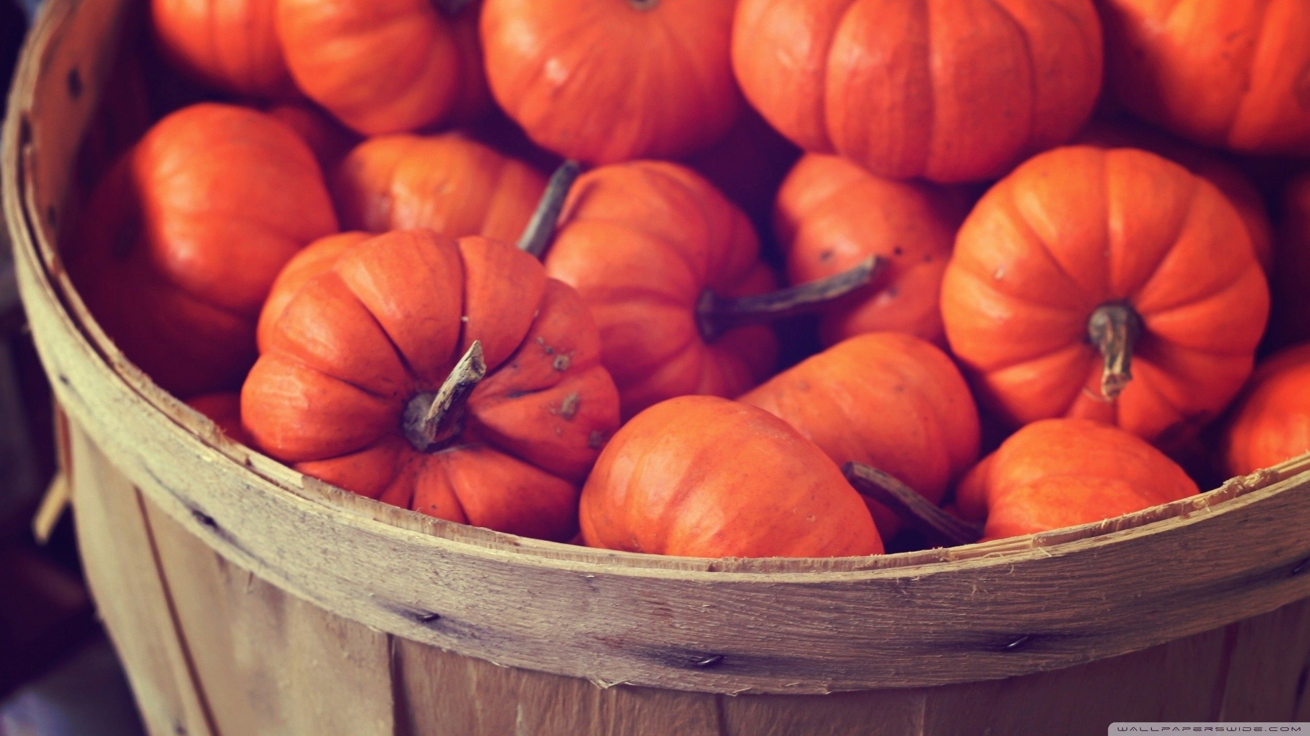 Autumn Pumpkin, iPhone, Desktop HD Background / Wallpaper (1080p, 4k) (2560x1440) (2020)