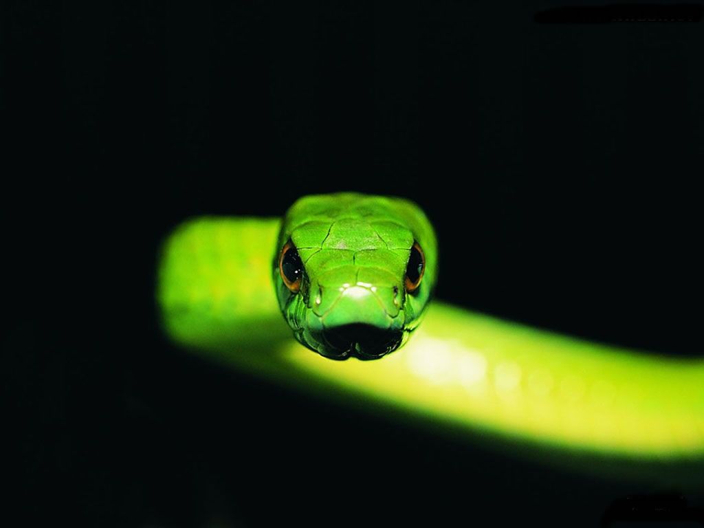 is under the snake wallpaper category of free HD wallpaper snake 1900 - Snake HD Wallpaper