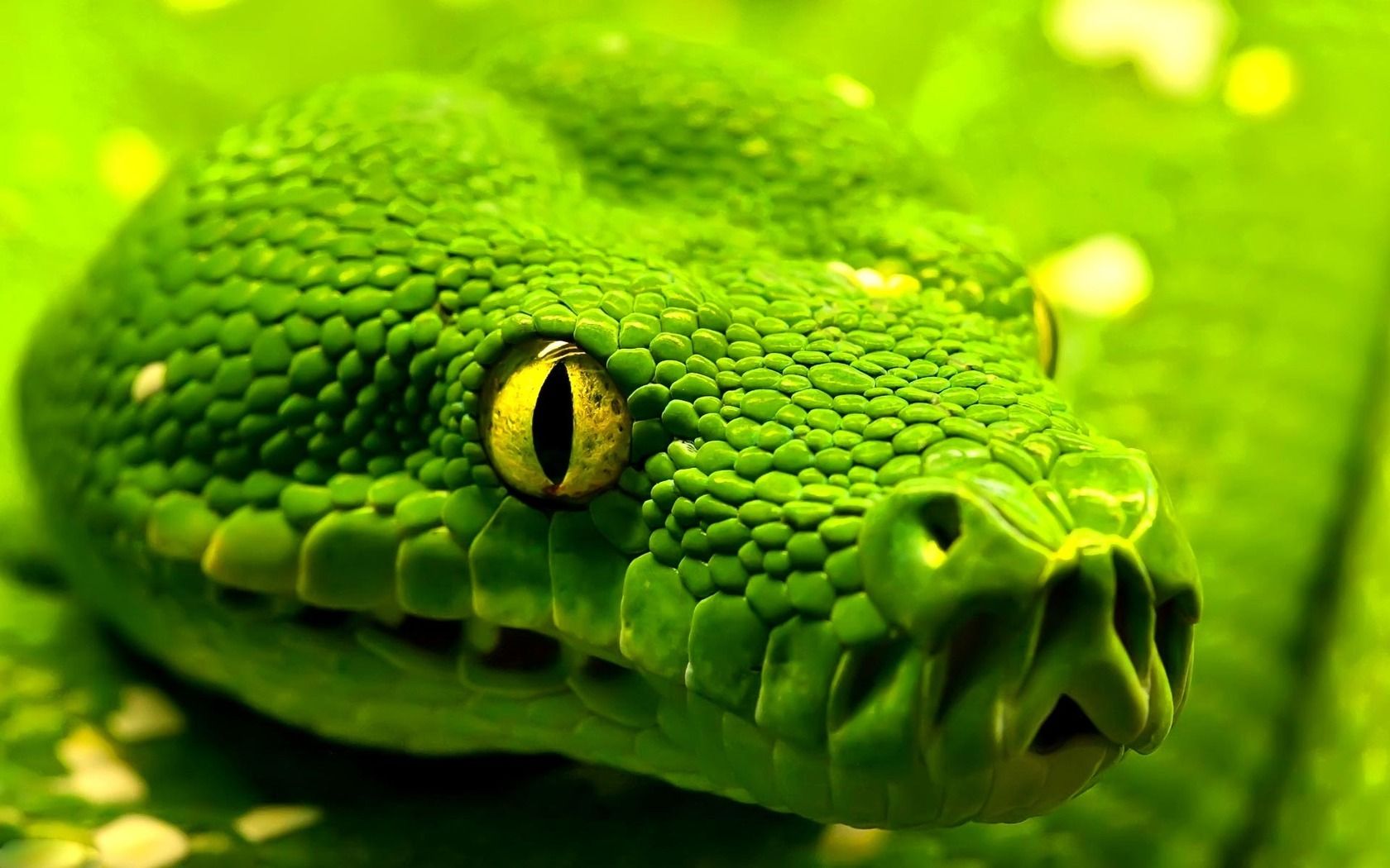 Free download Green snake wallpaper 298 [1680x1050] for your Desktop, Mobile & Tablet. Explore Snake Wallpaper. Cool Snake Wallpaper, HD Snake Wallpaper, Moving Snake Wallpaper
