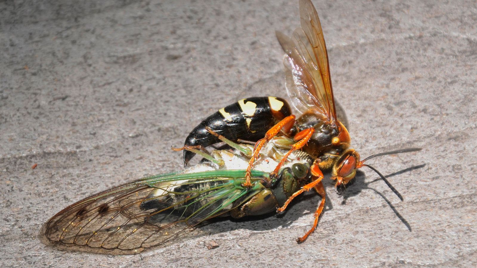 Cicada Killer, Qu'est Ce Que C'est