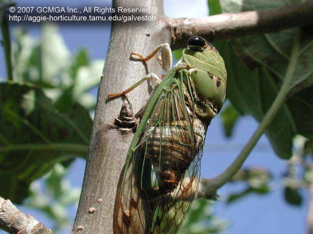 Beneficial insects in the garden: Cicada Killer Wasp (Sphecius speciosus)