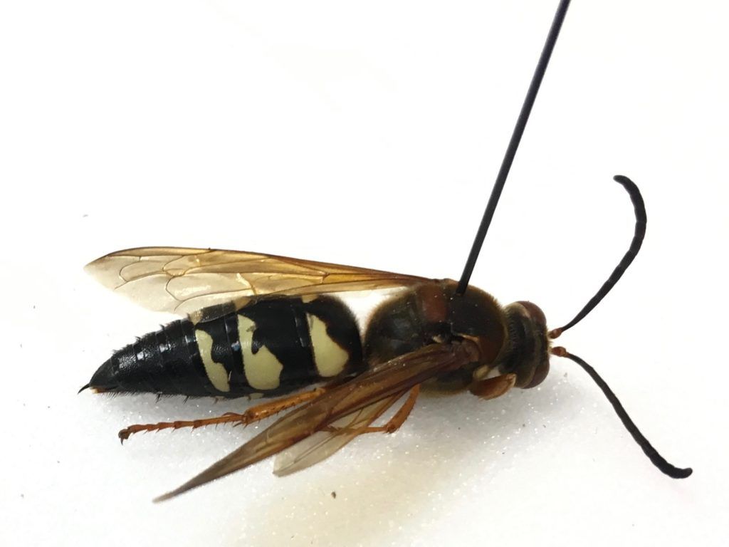 Cicada Killer Wasps Begin Emerging. North Carolina Cooperative Extension
