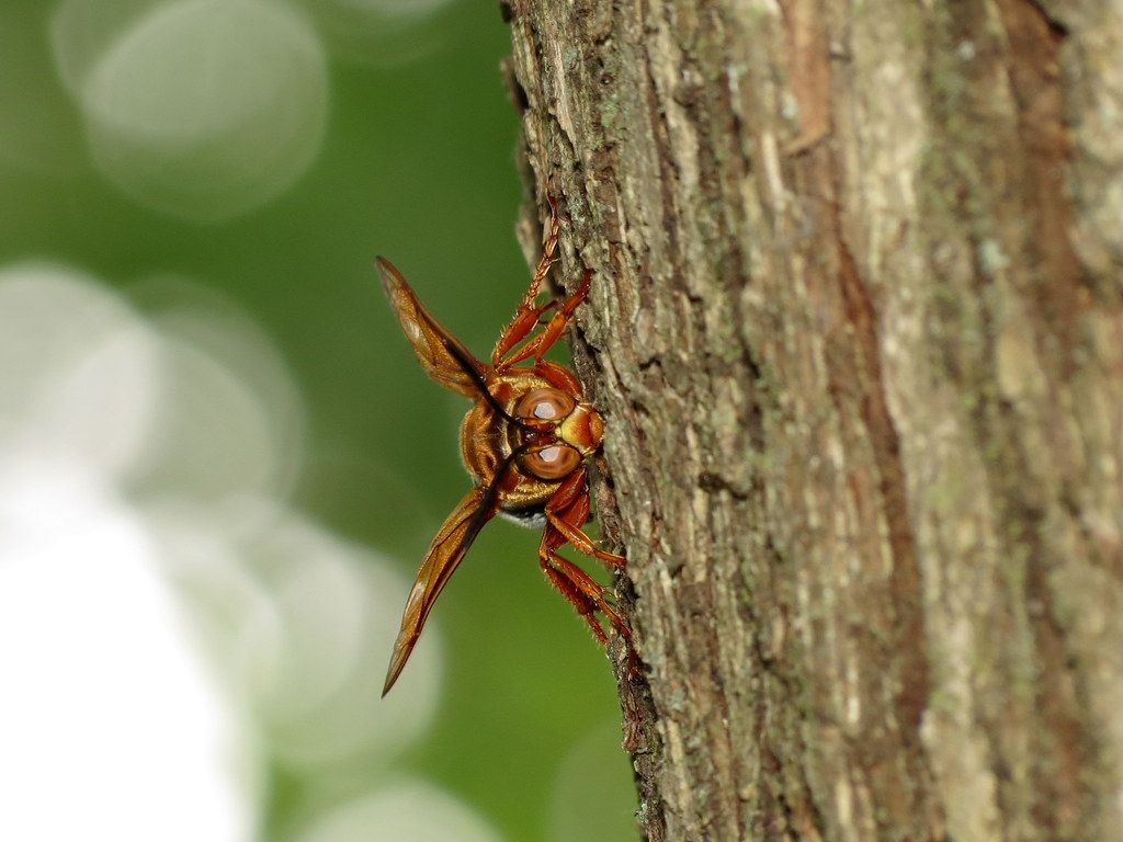 Cicada Killer. Sphecius speciosus. There were dozens of the