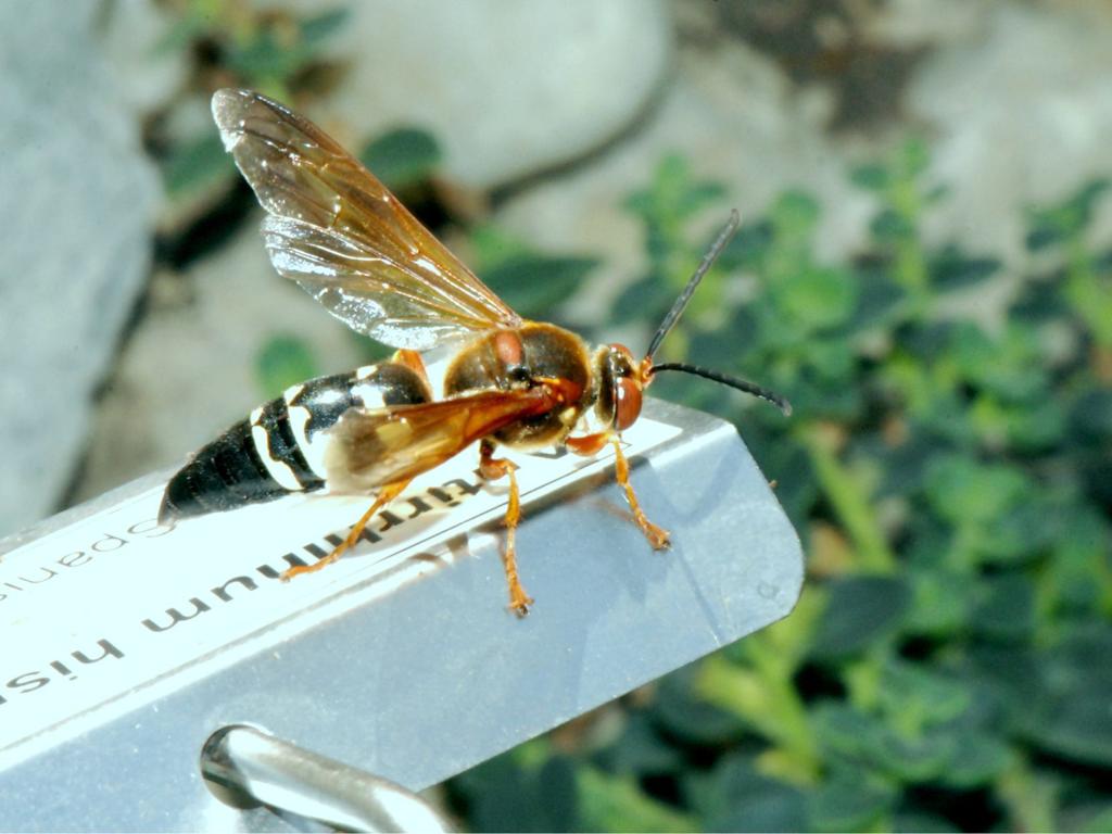 No need to fear the cicada killer wasps