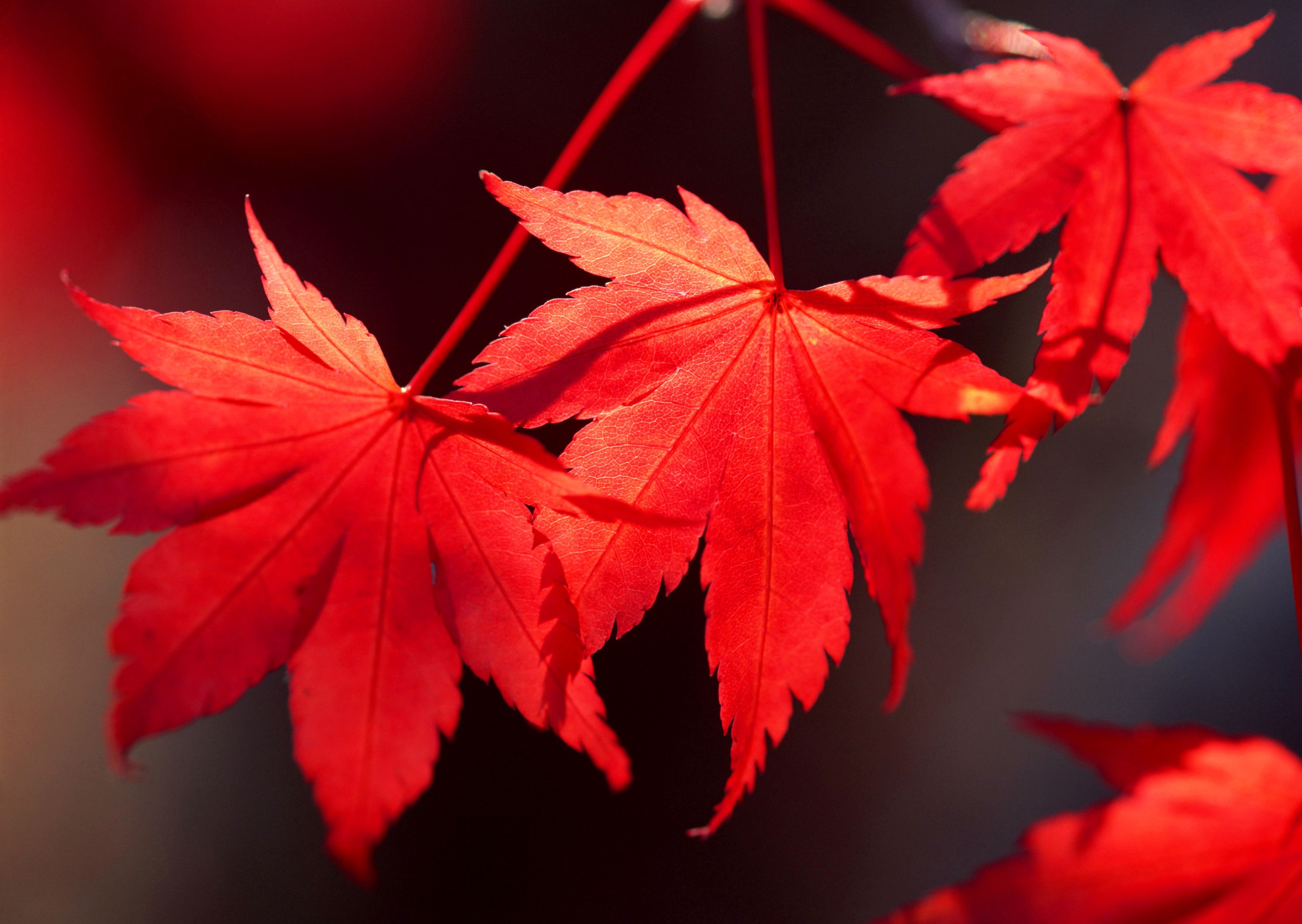 Autumn Leaves In Crimson Fire!!!. Trees To Plant, Leaf Wallpaper, Leaf Flowers