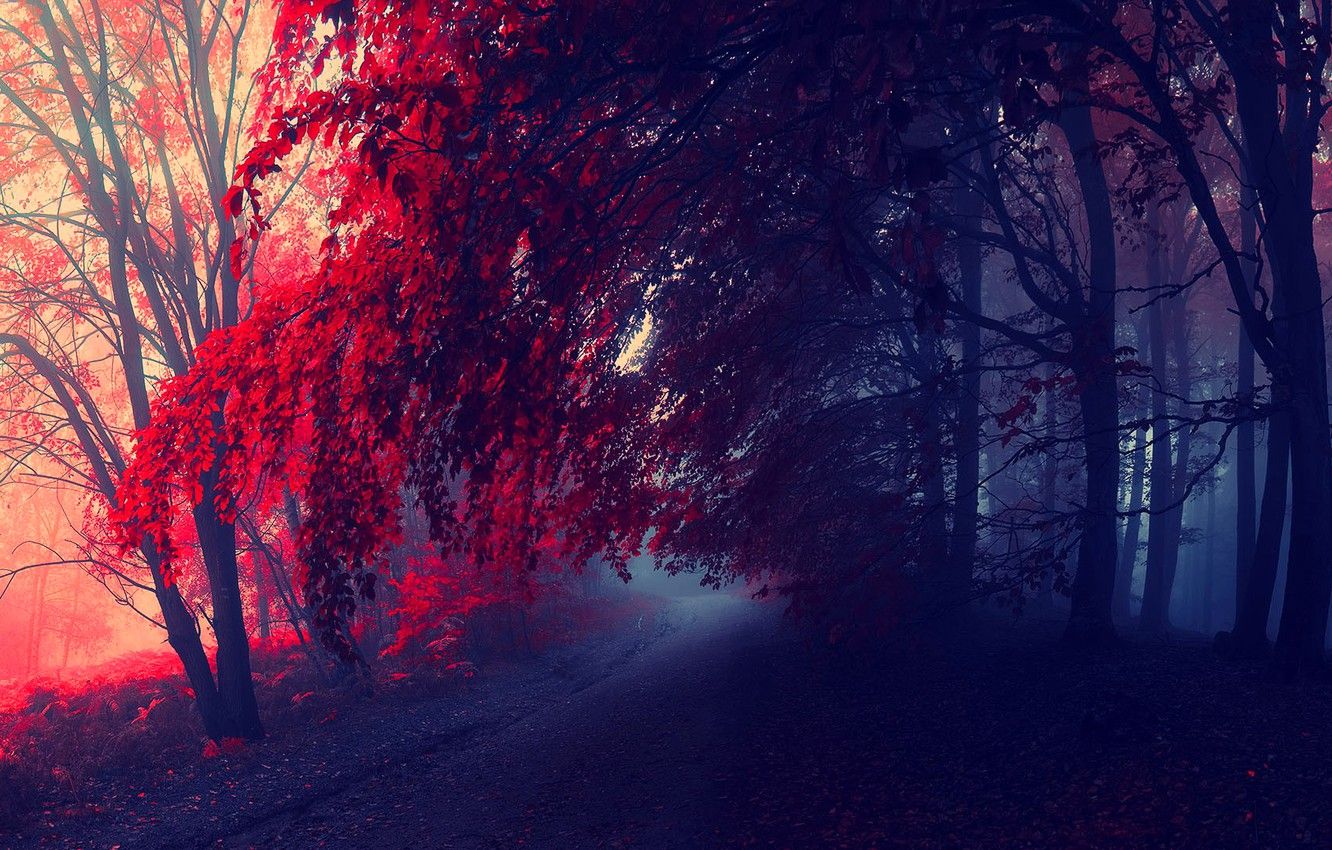 Wallpaper road, autumn, forest, trees, the crimson image for desktop, section природа