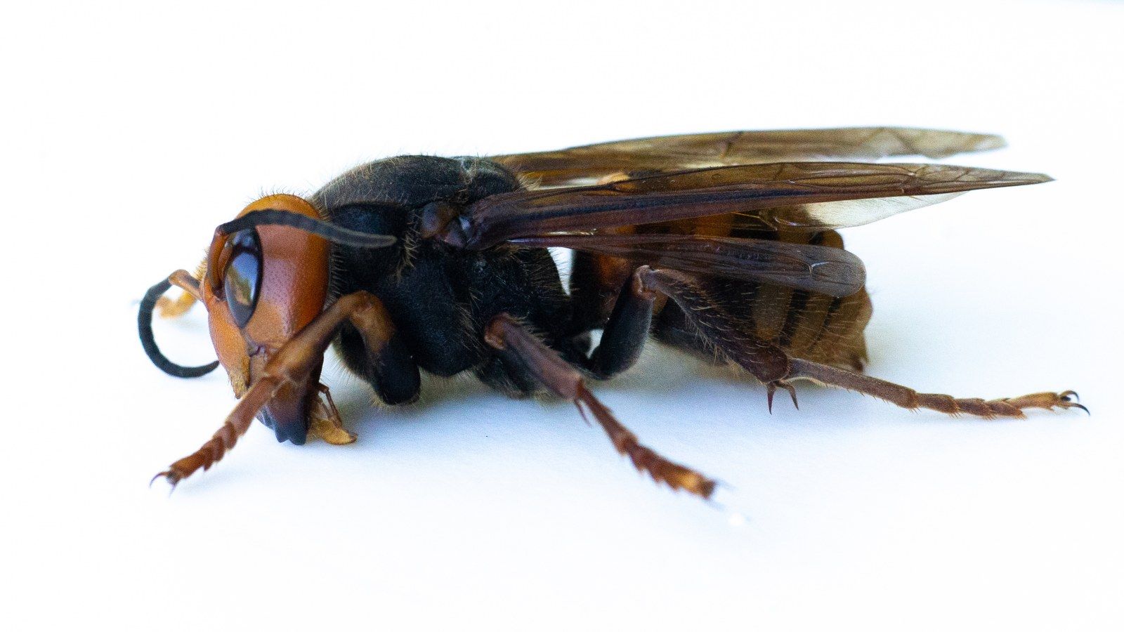 Murder Hornet or Cicada Killer? Here's What to Look for to Stay Safe
