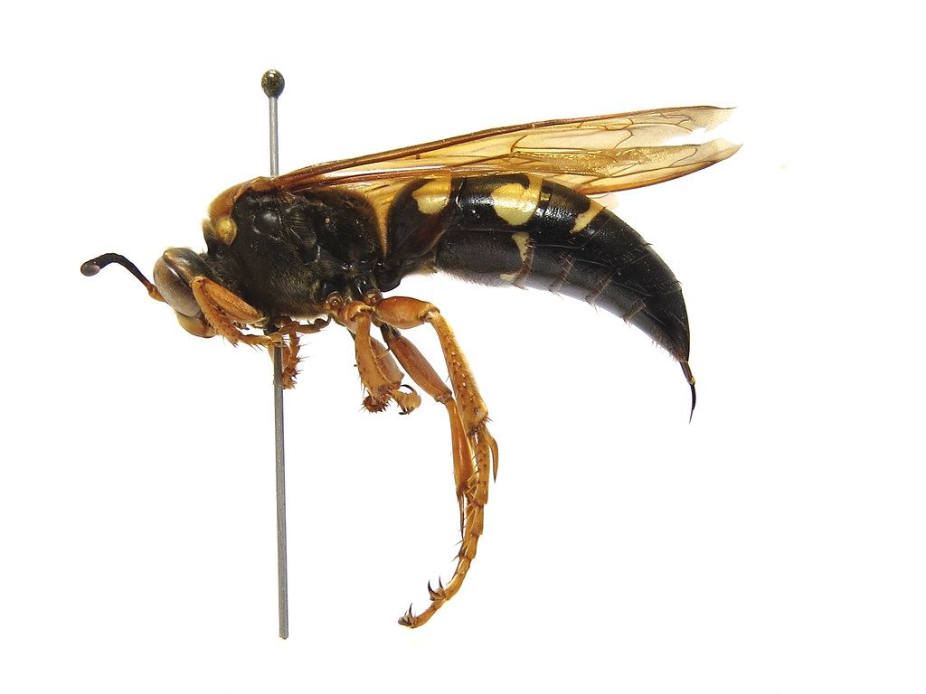 Cicada Killer Wasp. Cicada Killer Wasps Prey On Cicadas, Wh