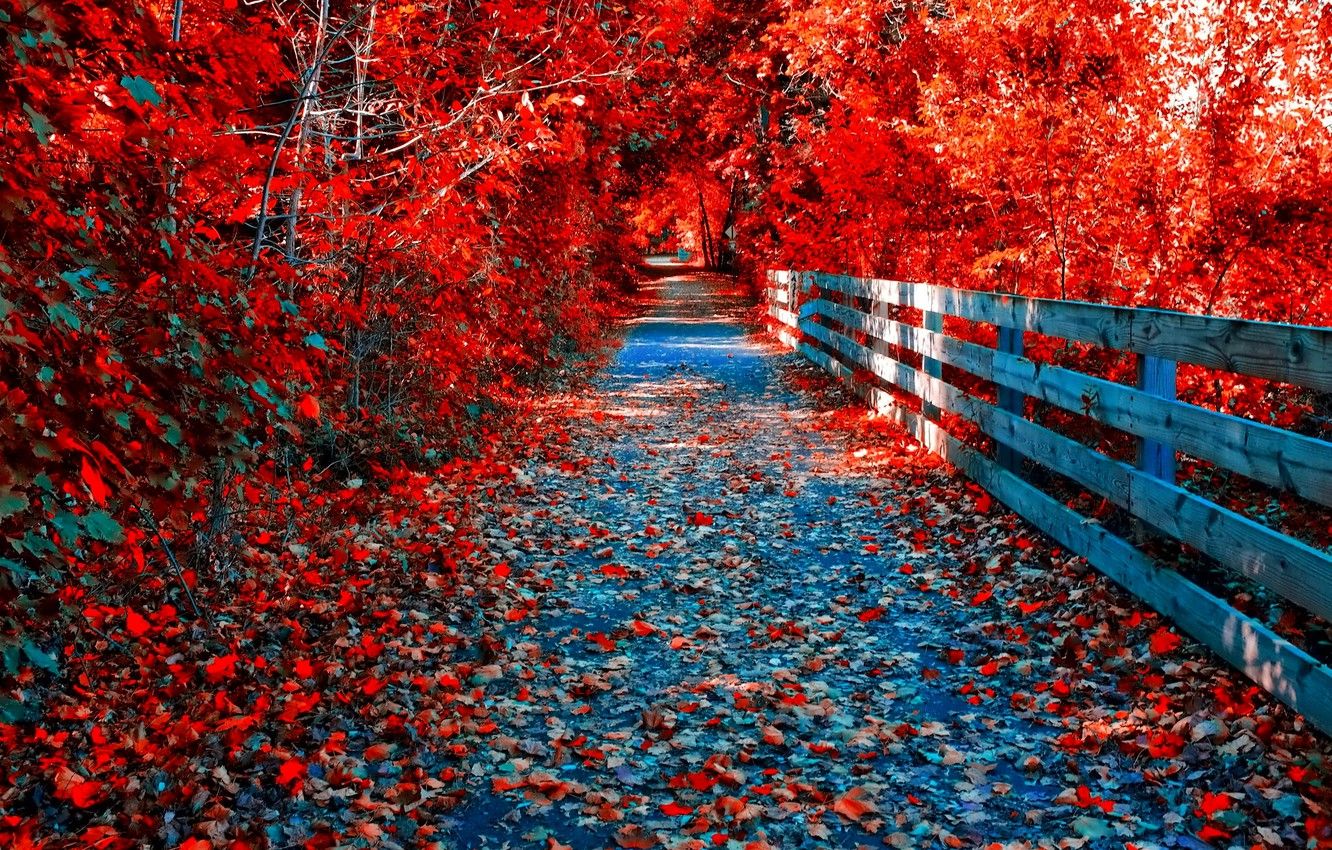 Wallpaper autumn, forest, leaves, trees, Park, the bridge, path, the crimson image for desktop, section природа