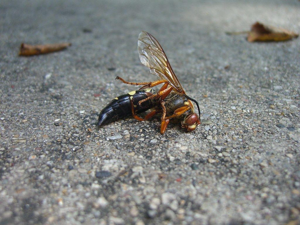 Dead Cicada Killer Wasp. These large wasps are all over the