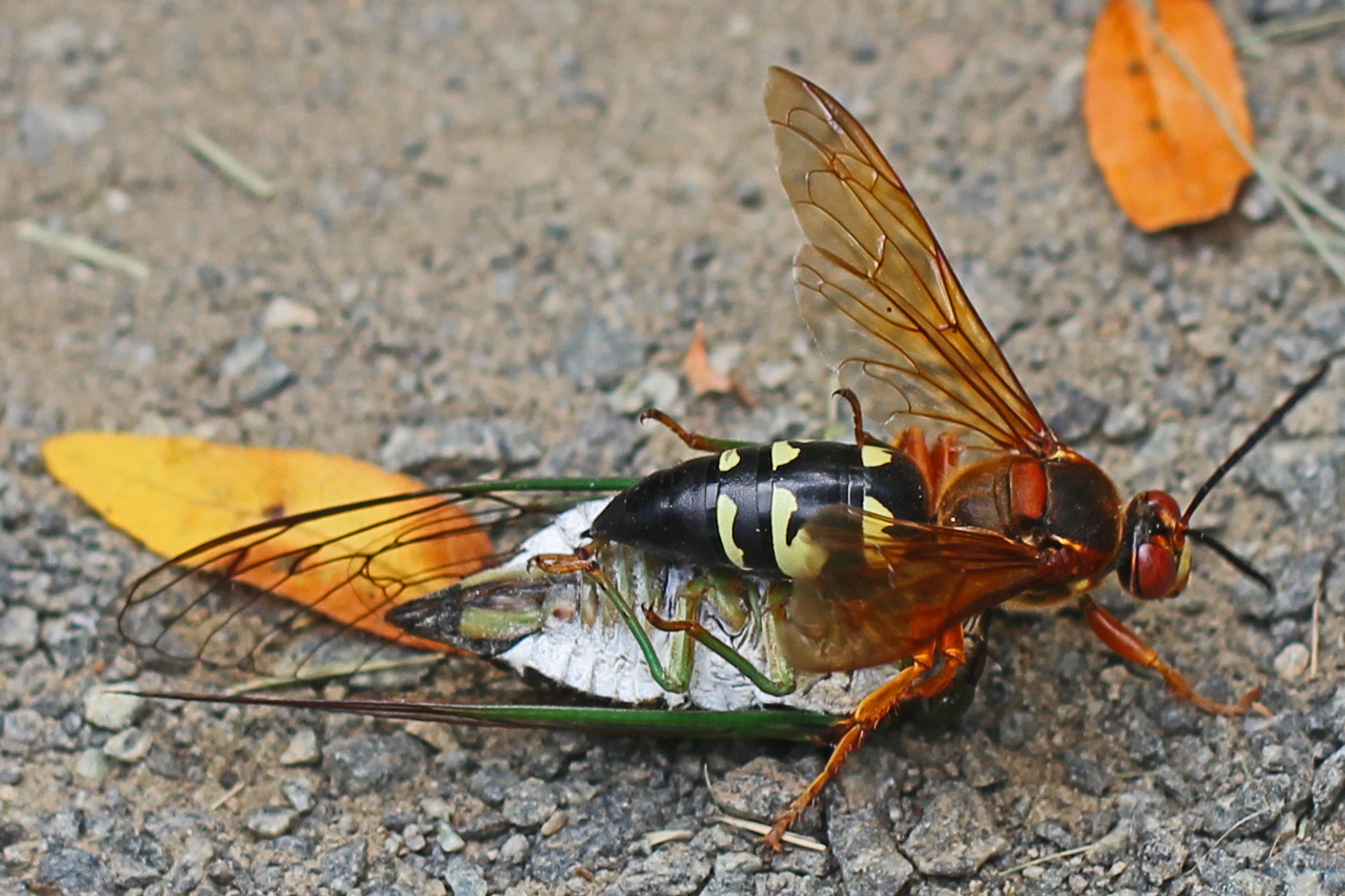 black cicada