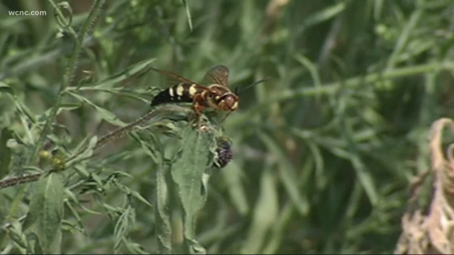 Cicada killer wasps swarm Carolinas: What can you do to get them off your lawn?