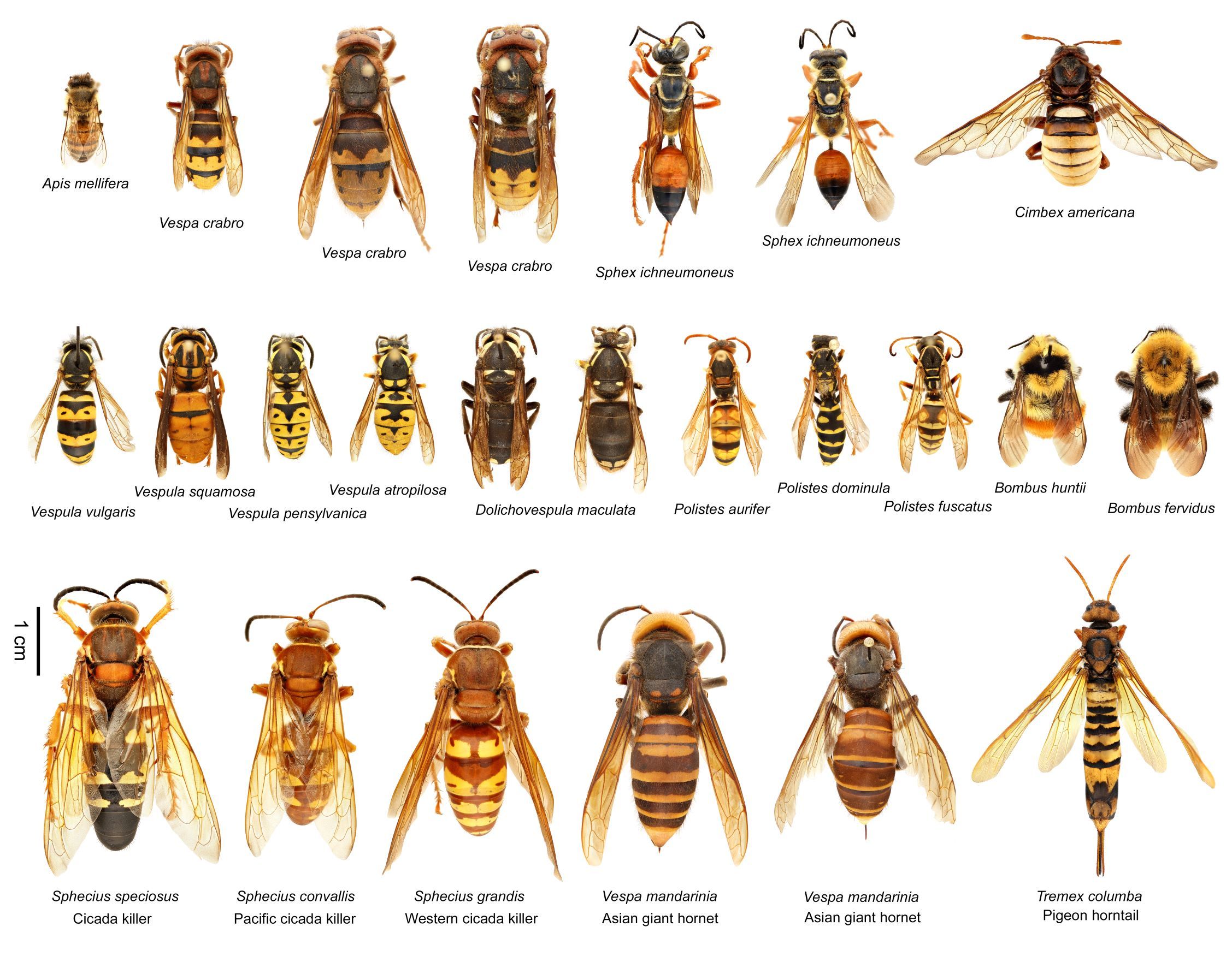 Excellent picture sheet of native wasps and bees and Asian giant hornet
