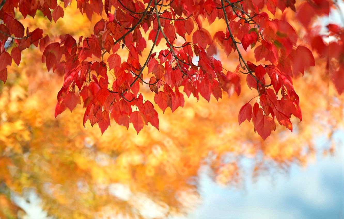 Wallpaper autumn, leaves, the crimson image for desktop, section природа