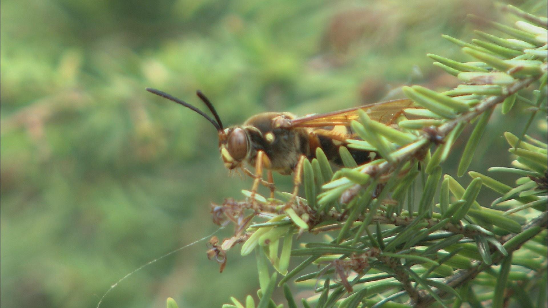 The Wisconsin Gardener. Cicada Killer Giant Wasps. Season 20