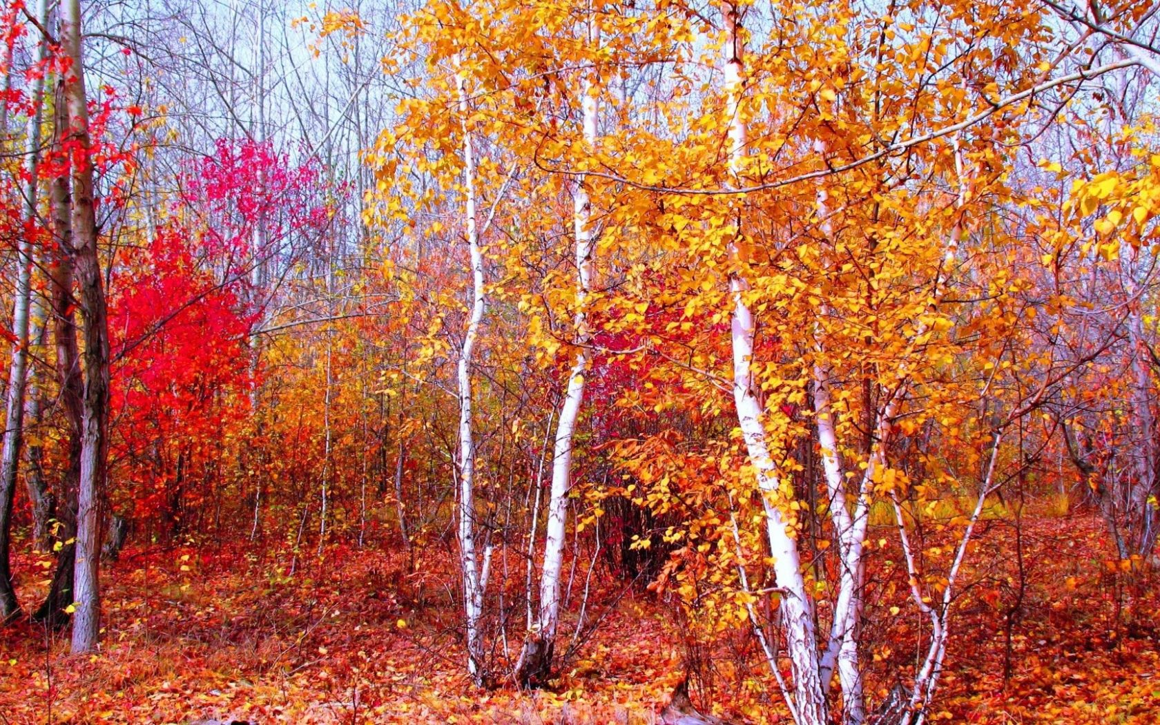 Oktober autumn crimson forests gold wallpaper Desktop wallpaper 1680x1050