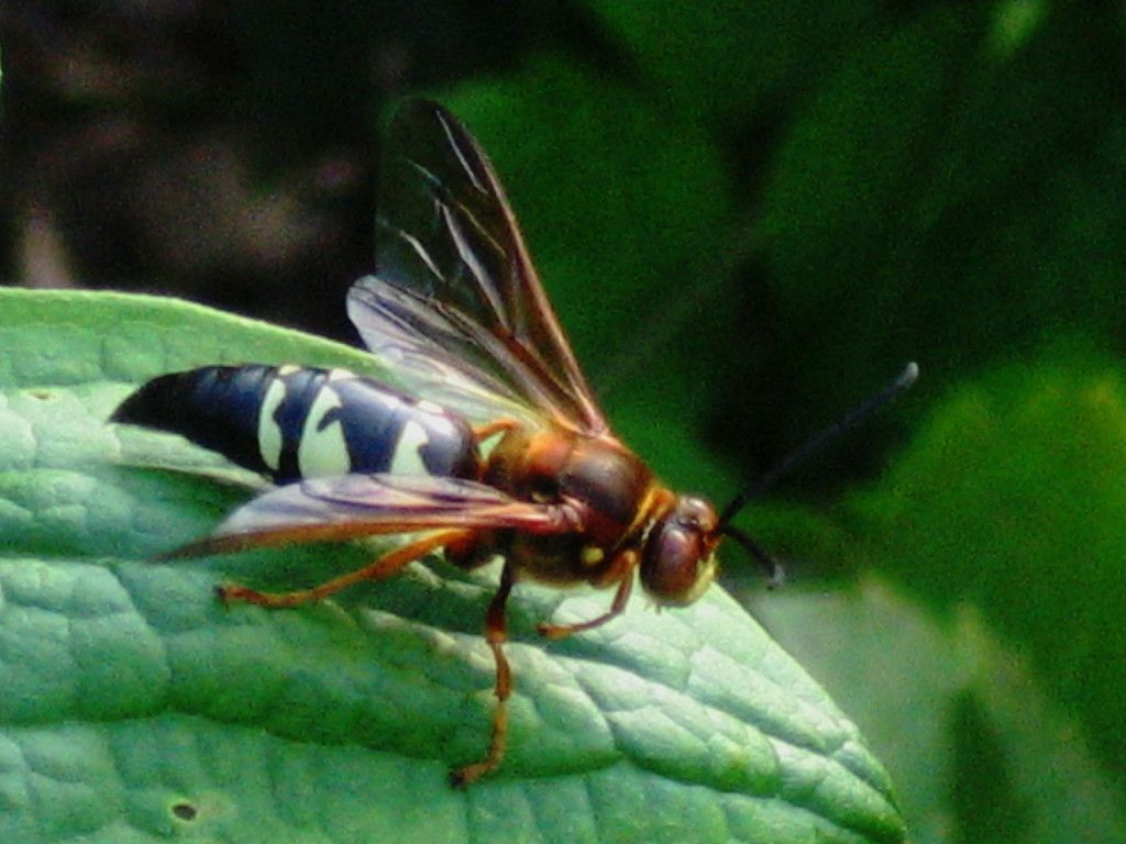 Eastern Cicada Killer (NPS National Capital Region Bees and Wasps) · iNaturalist