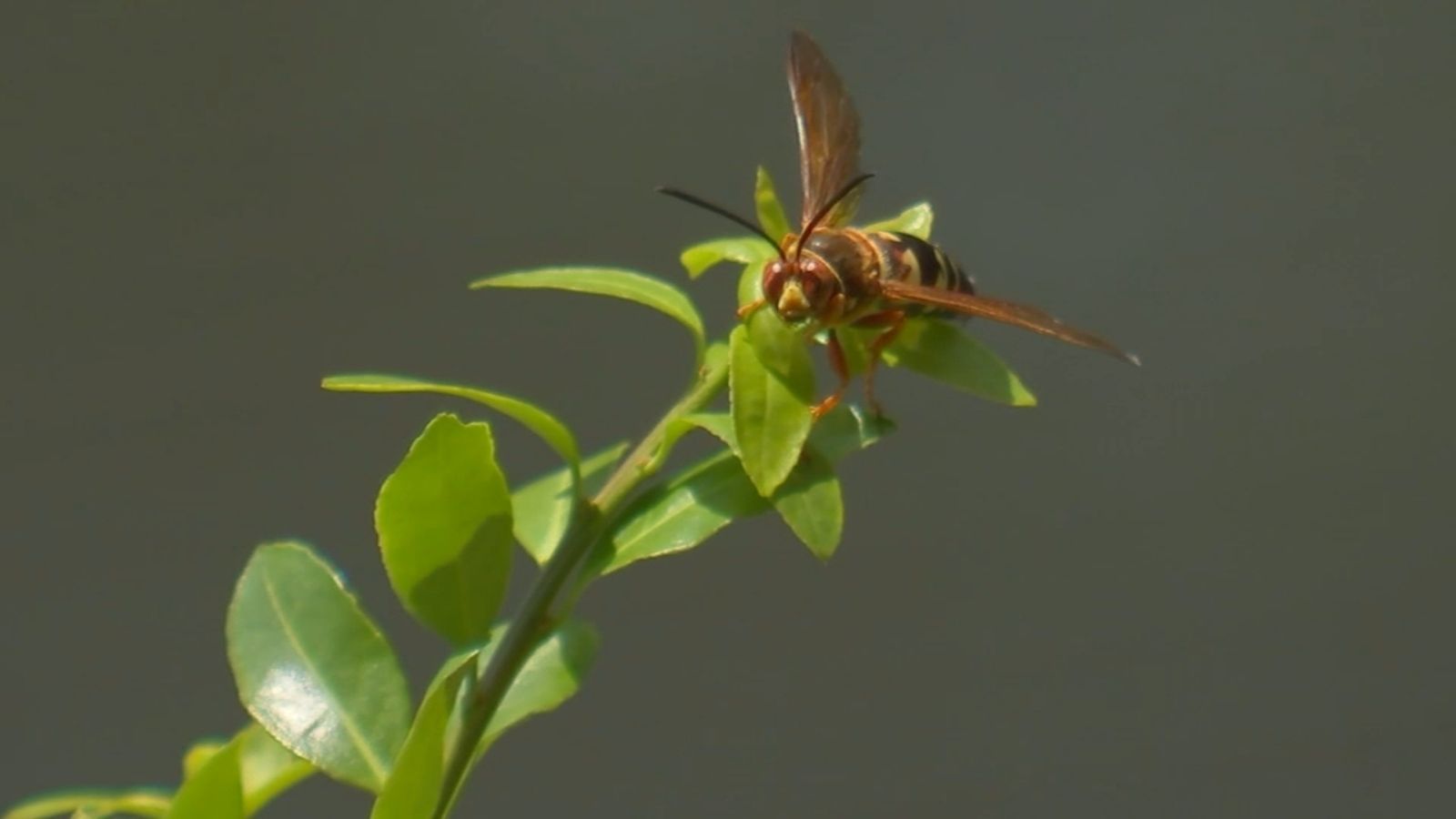 Cicada killer wasps spotted throughout North Carolina