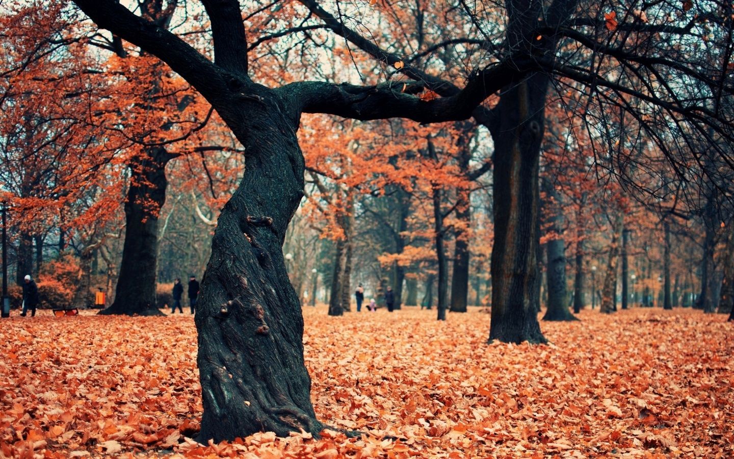 Crimson Forest Poland. Forest wallpaper, Tree, Tree forest