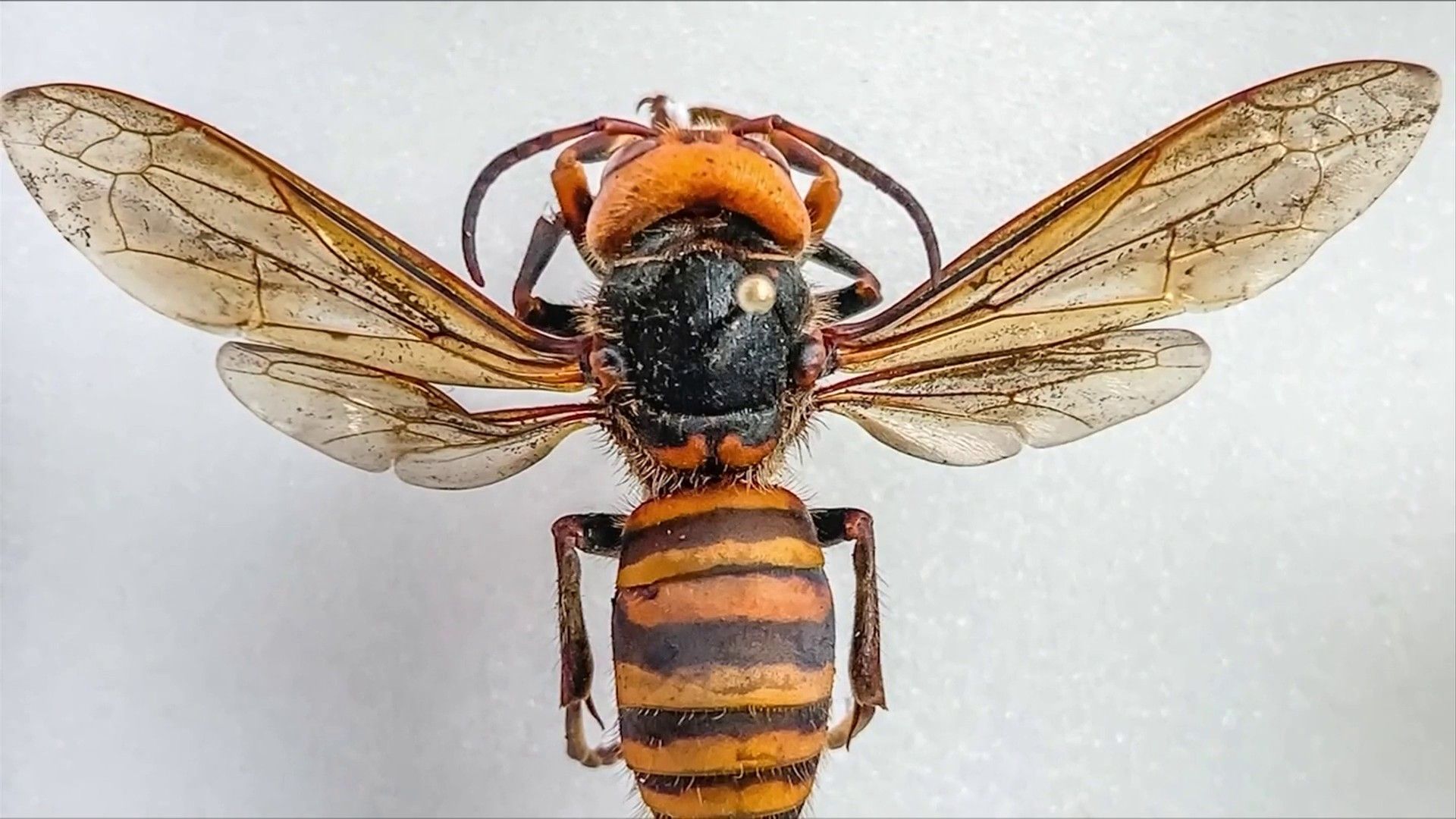 No, that's probably not a 'murder hornet' you're seeing in Virginia