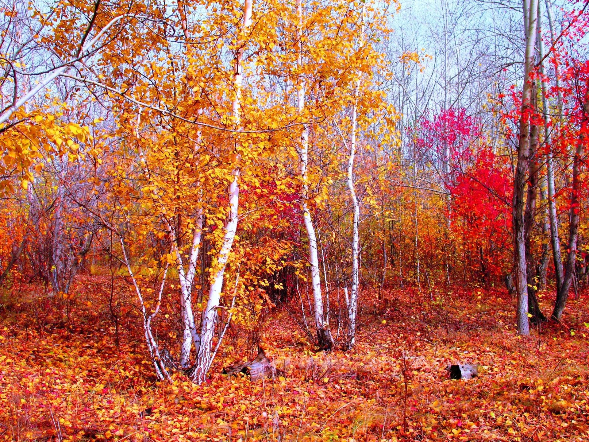 Crimson gold red autumn October Kokshetau forest of bere