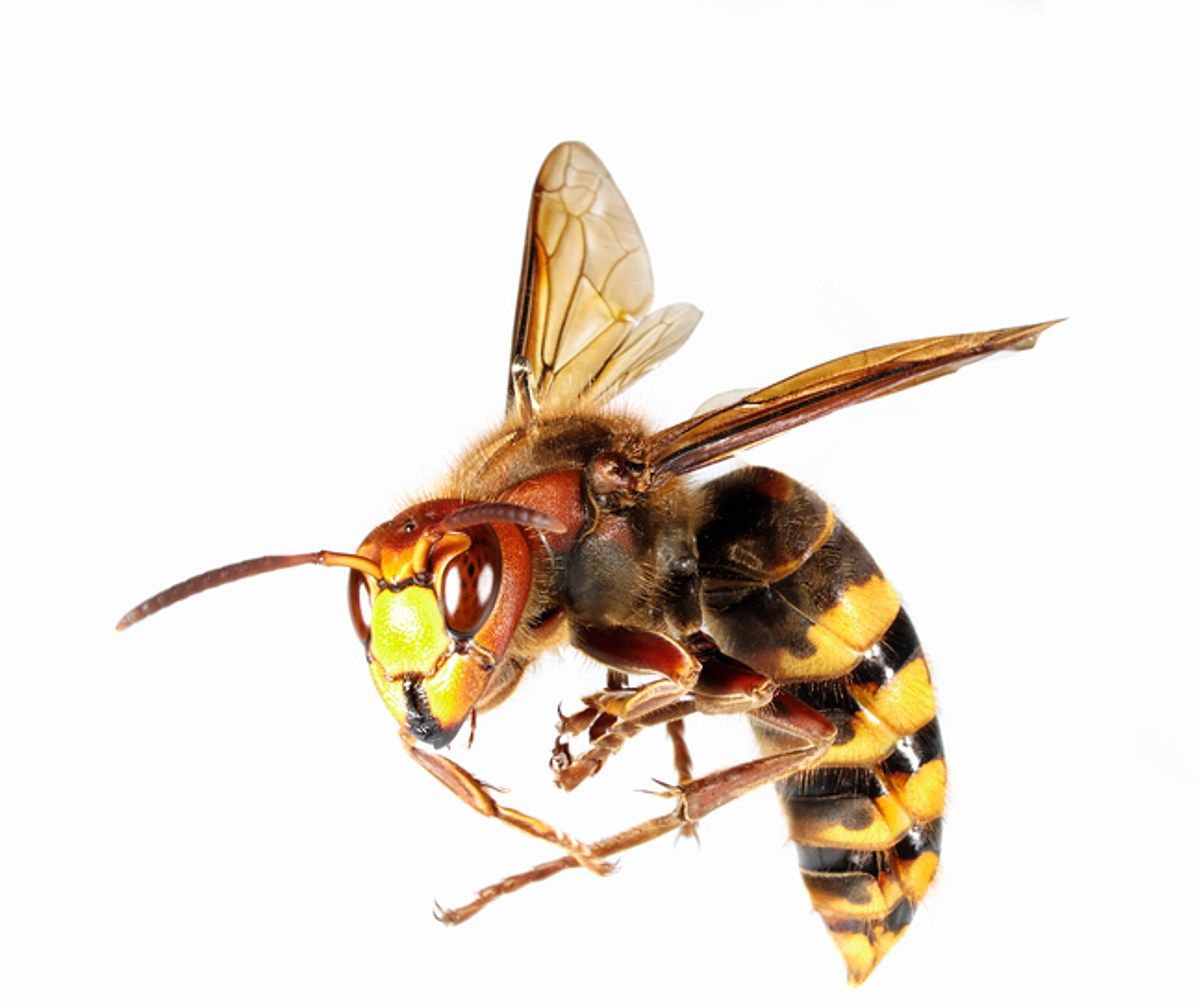 Cicada Killer Wasps Have Taken Over My Front Yard