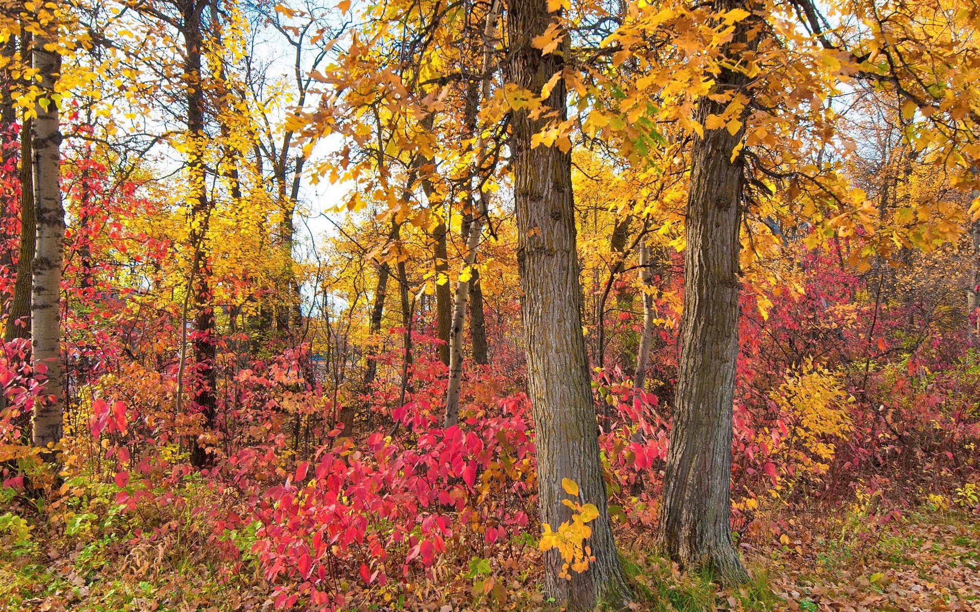 Wallpaper Crimson leaves, forest, trees, autumn 1920x1200 HD Picture, Image