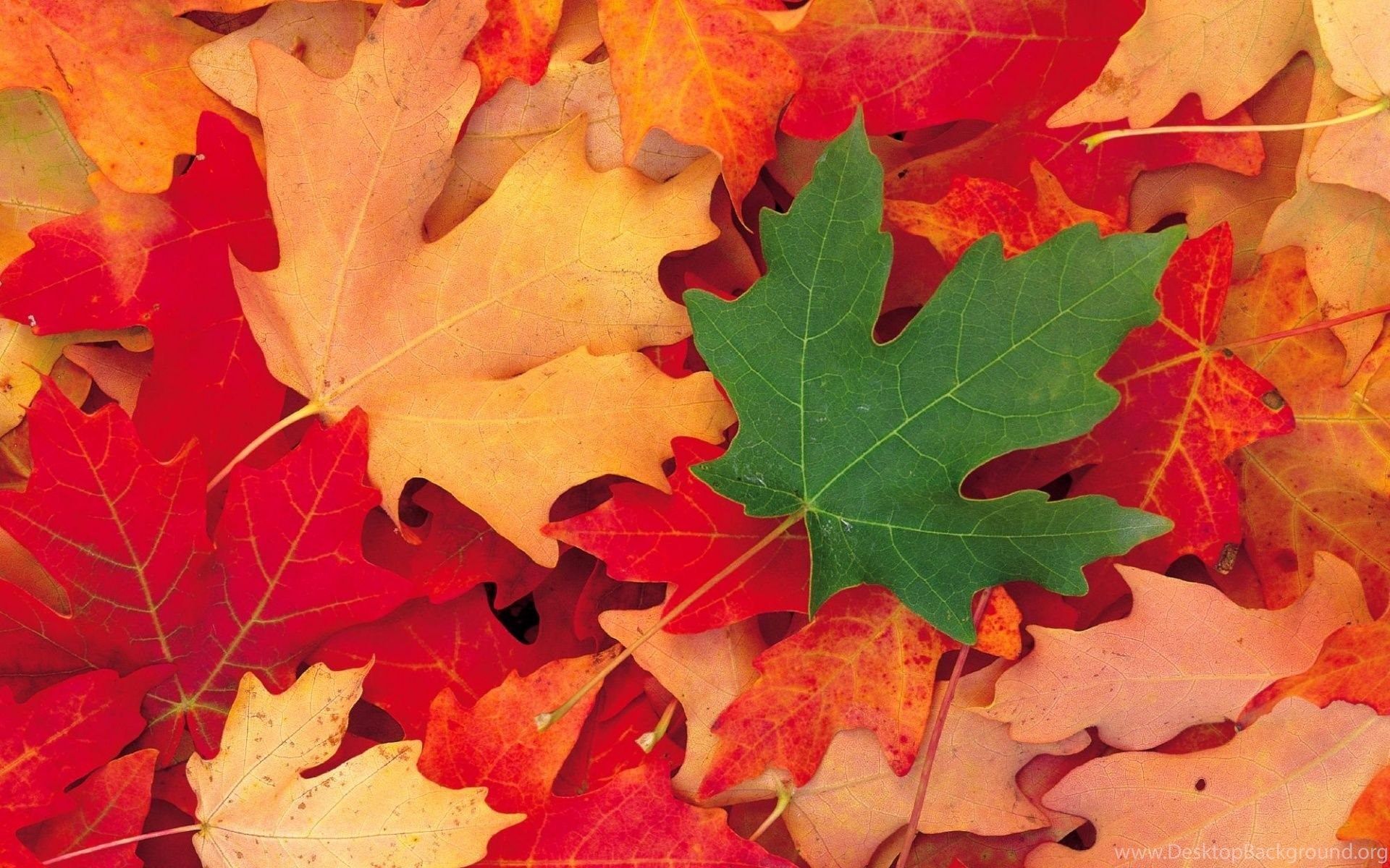 Autumn Wallpaper With Colorful Falling Leaves On Water. Desktop Background