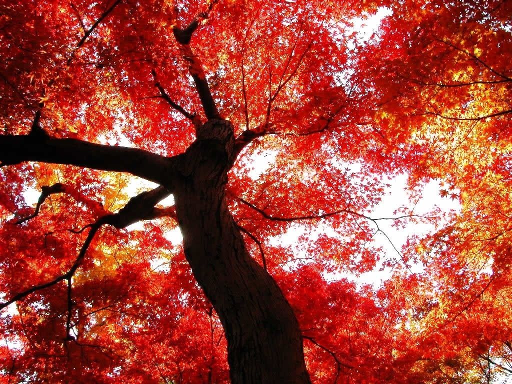 Download wallpaper: red foliage, download photo, tree, wallpaper for desktop, autumn