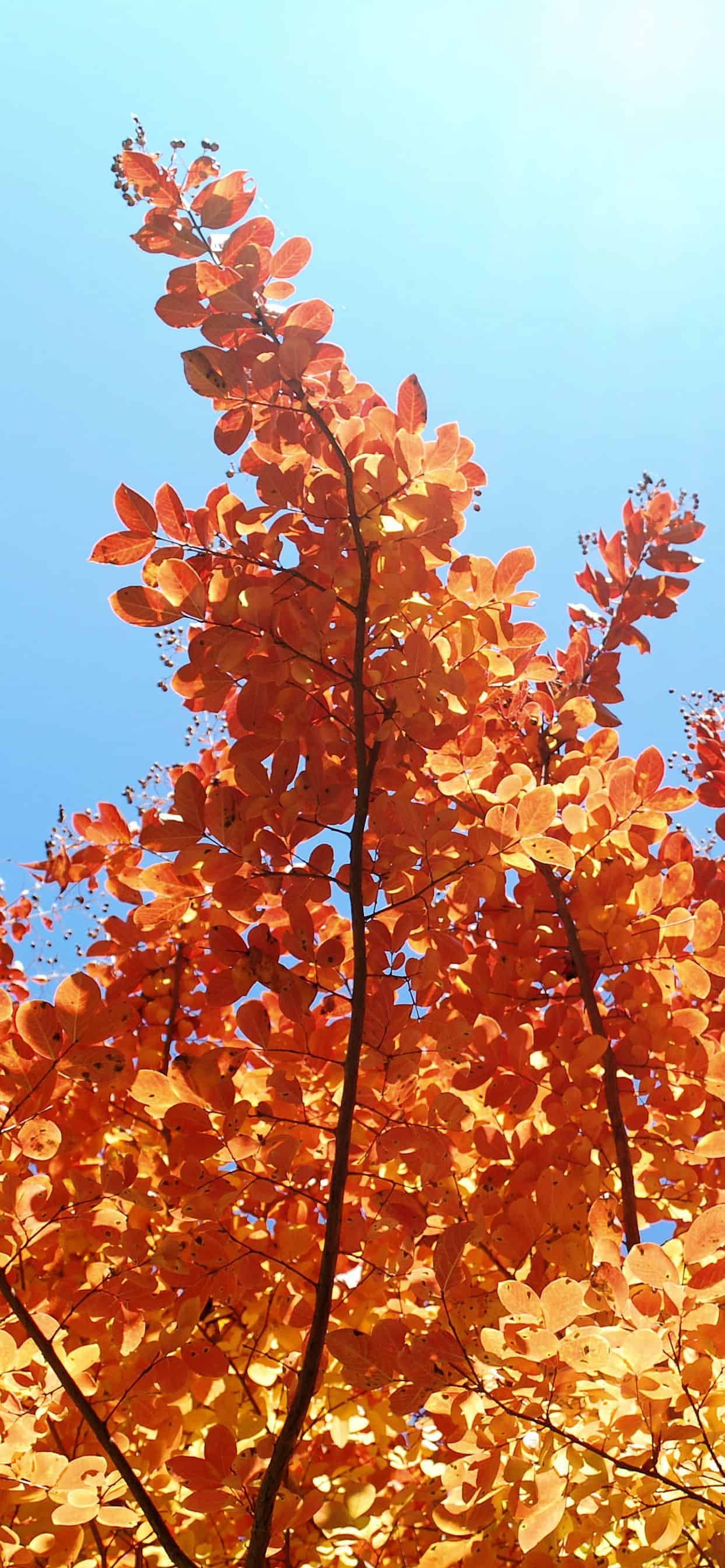 Free Autumn phone background for iPhone. Cool fall picture of the top of a crimson tree. Fall picture nature, Fall picture, Fall background