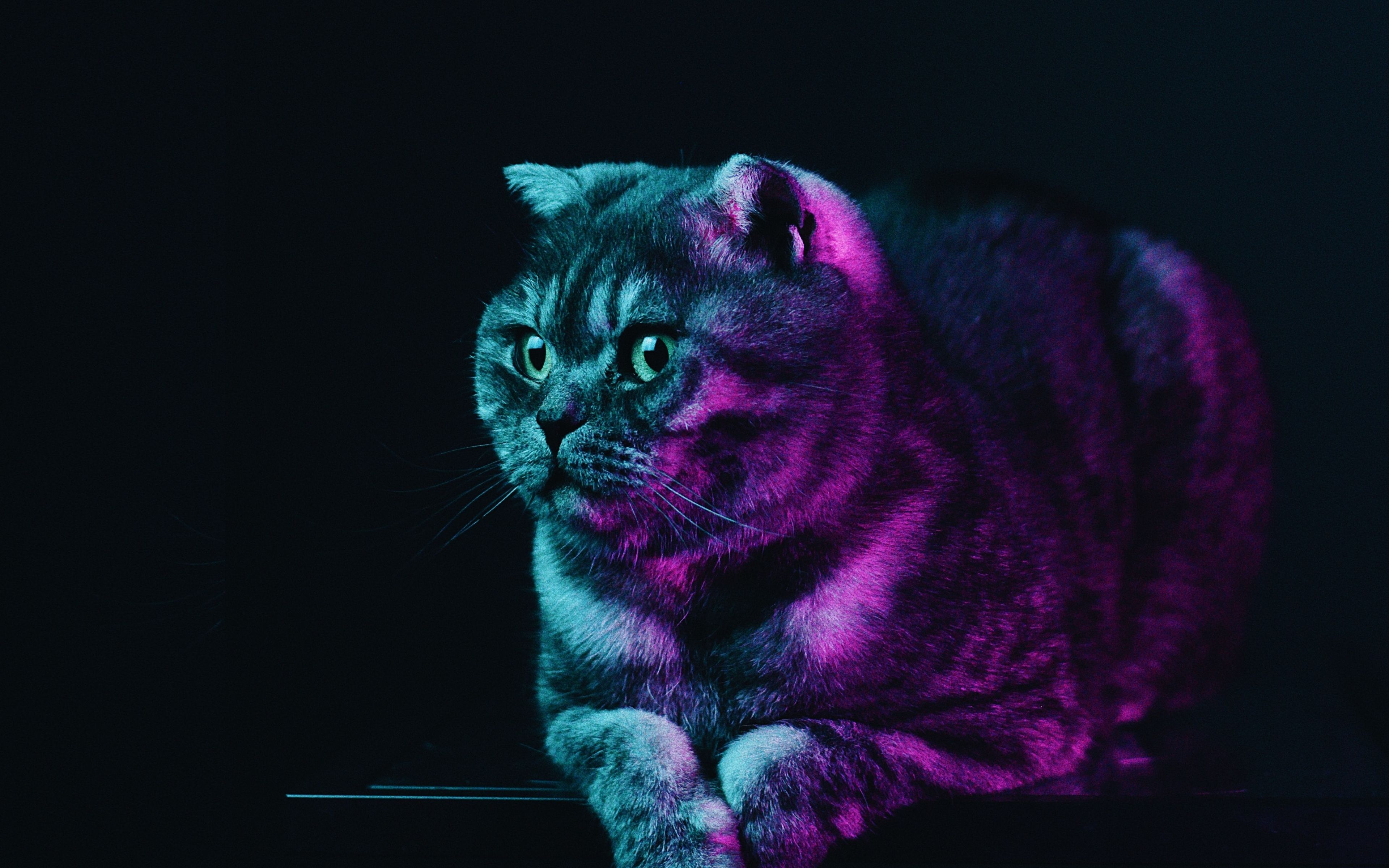 Download Fat cat, neon glow, animal wallpaper, 3840x 4K Ultra HD 16: Widescreen