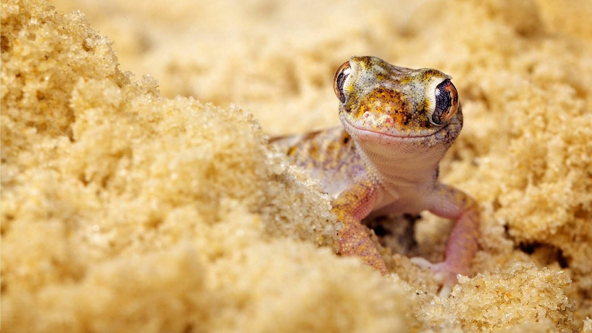 Gecko Wallpaper