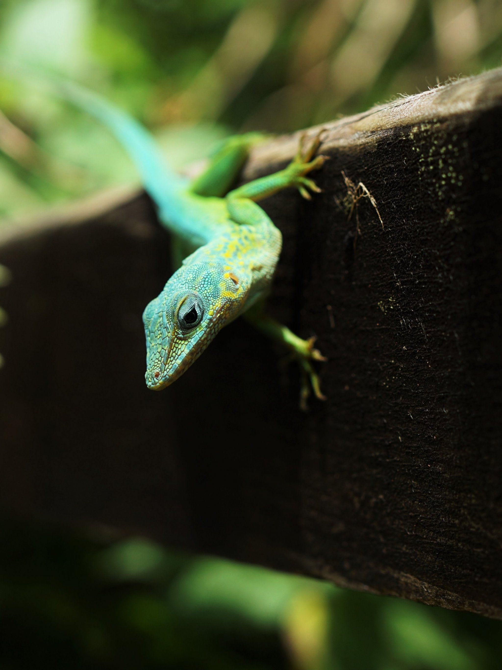 Lizard Wallpaper, Android & Desktop Background