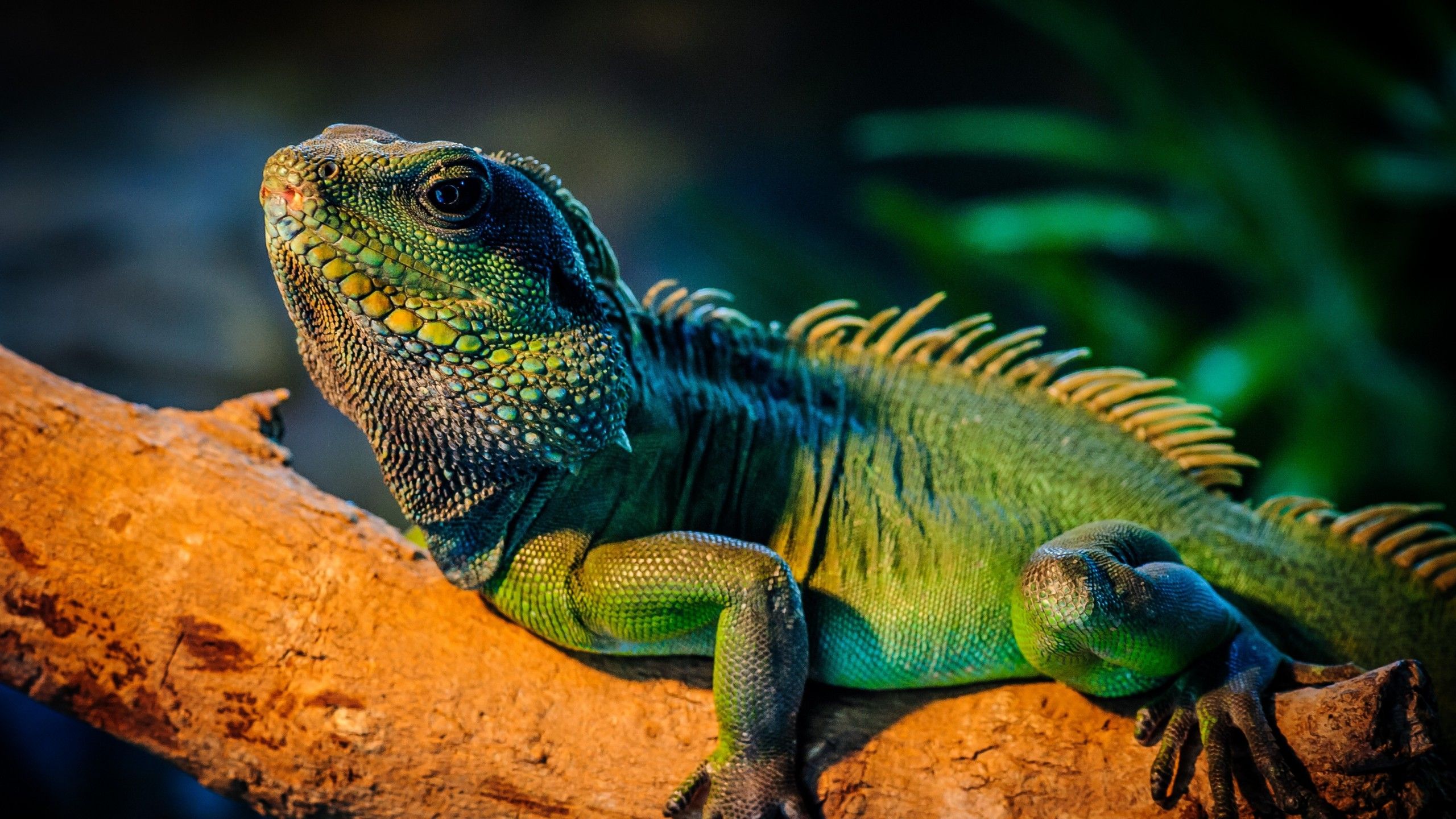Wallpaper iguana, lizard, cute animals, Animals