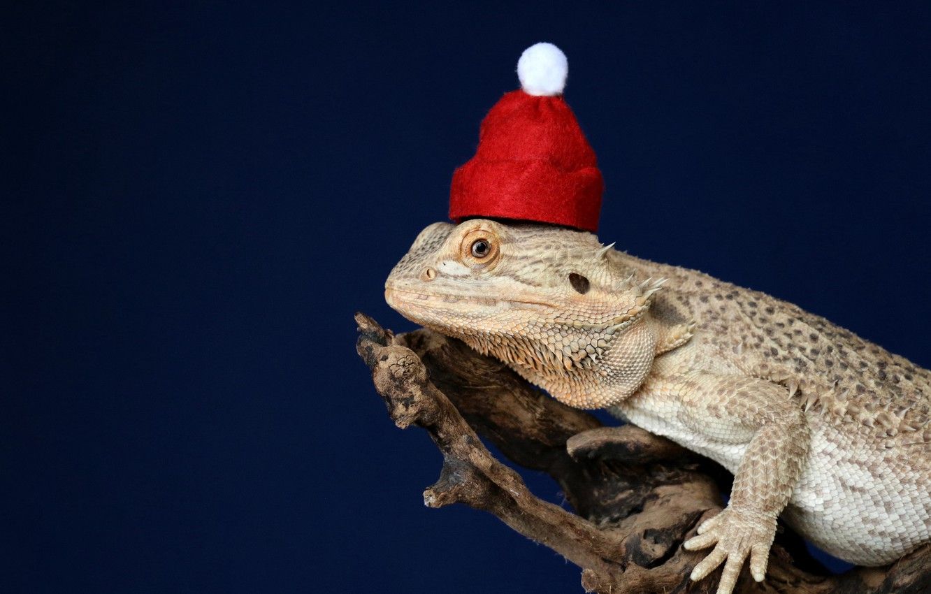 Wallpaper Christmas, animals, hat, animal, funny, cute, chameleon, pet, lizard, reptile, santa hat, 4k ultra HD background, New Year image for desktop, section животные