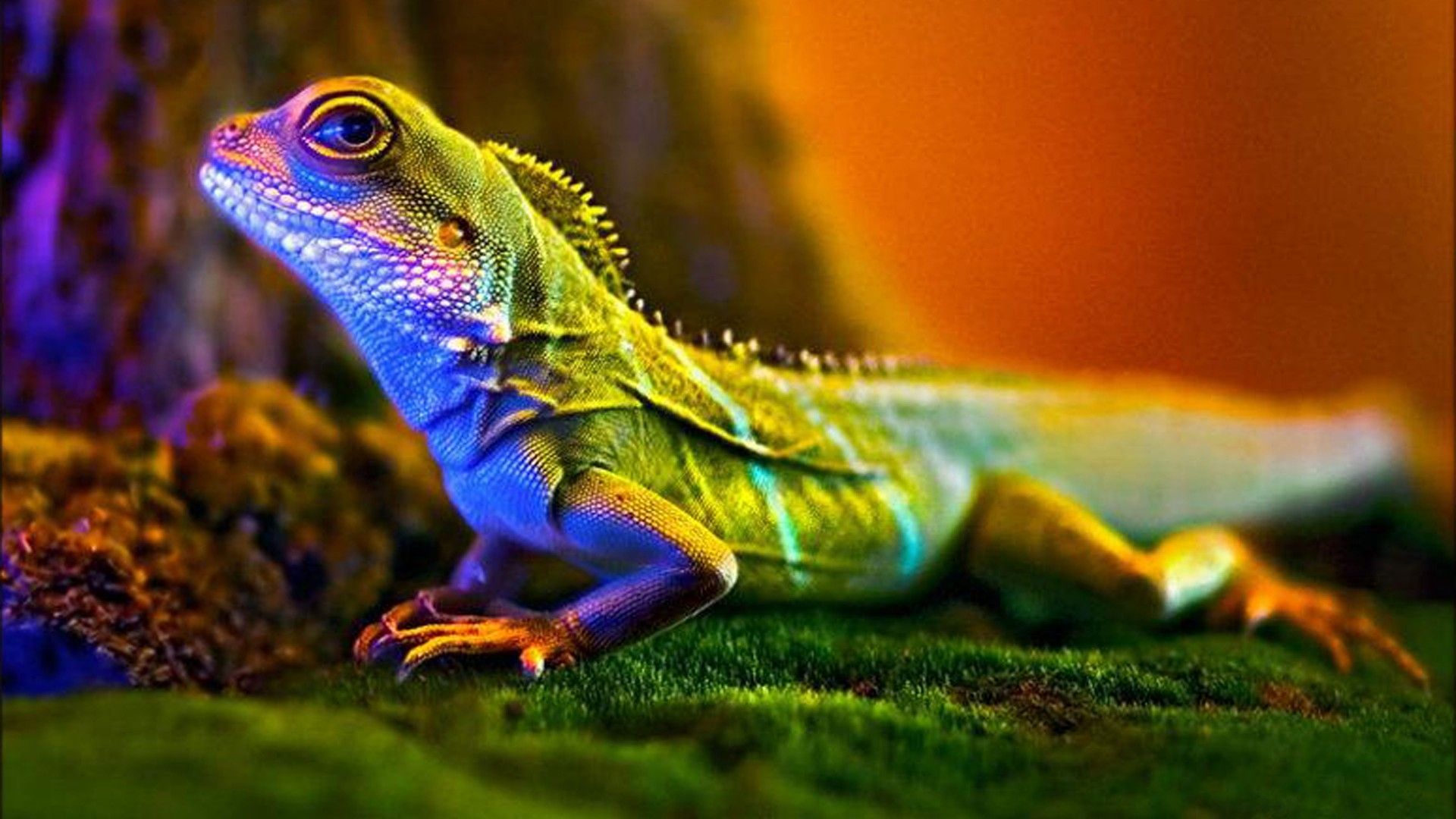 Cute Lizard Wallpapers Wallpaper Cave