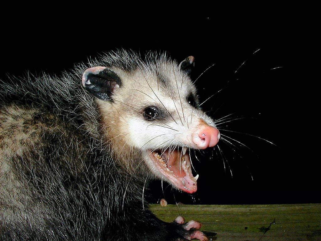 Possum Wallpaper. Opossum Anthro Wallpaper, Opossum Background and Lifeline Possum Wallpaper