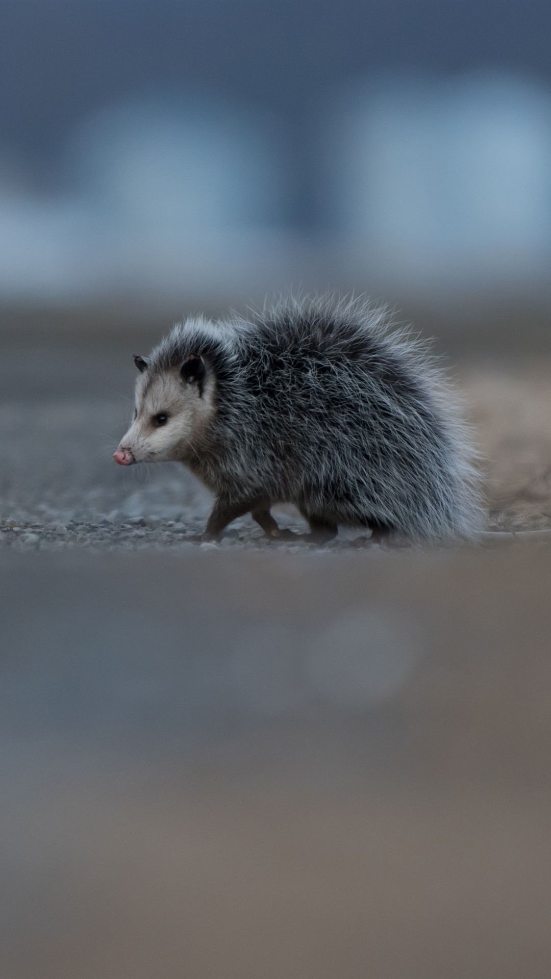 Possum Wallpapers - Wallpaper Cave