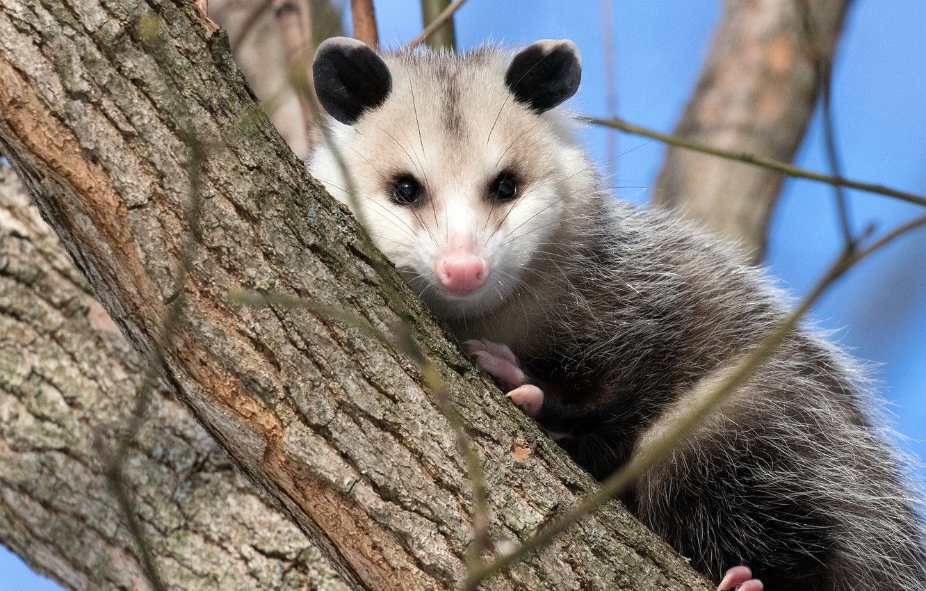 Wallpaper tree, animal, Possum image for desktop, section животные